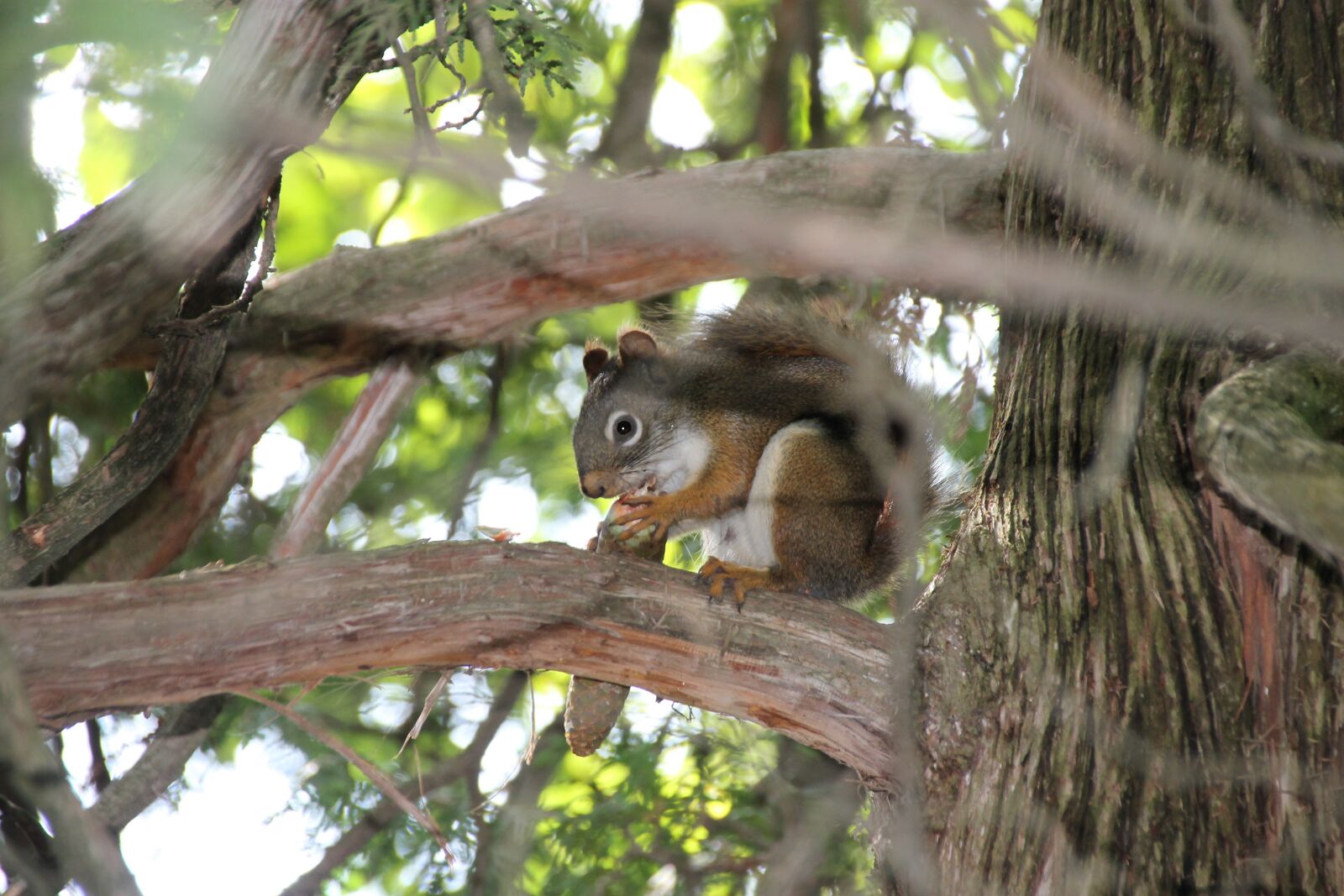 Canon EOS 1100D (EOS Rebel T3 / EOS Kiss X50) sample photo. Squirrel, wildlife, nature photography