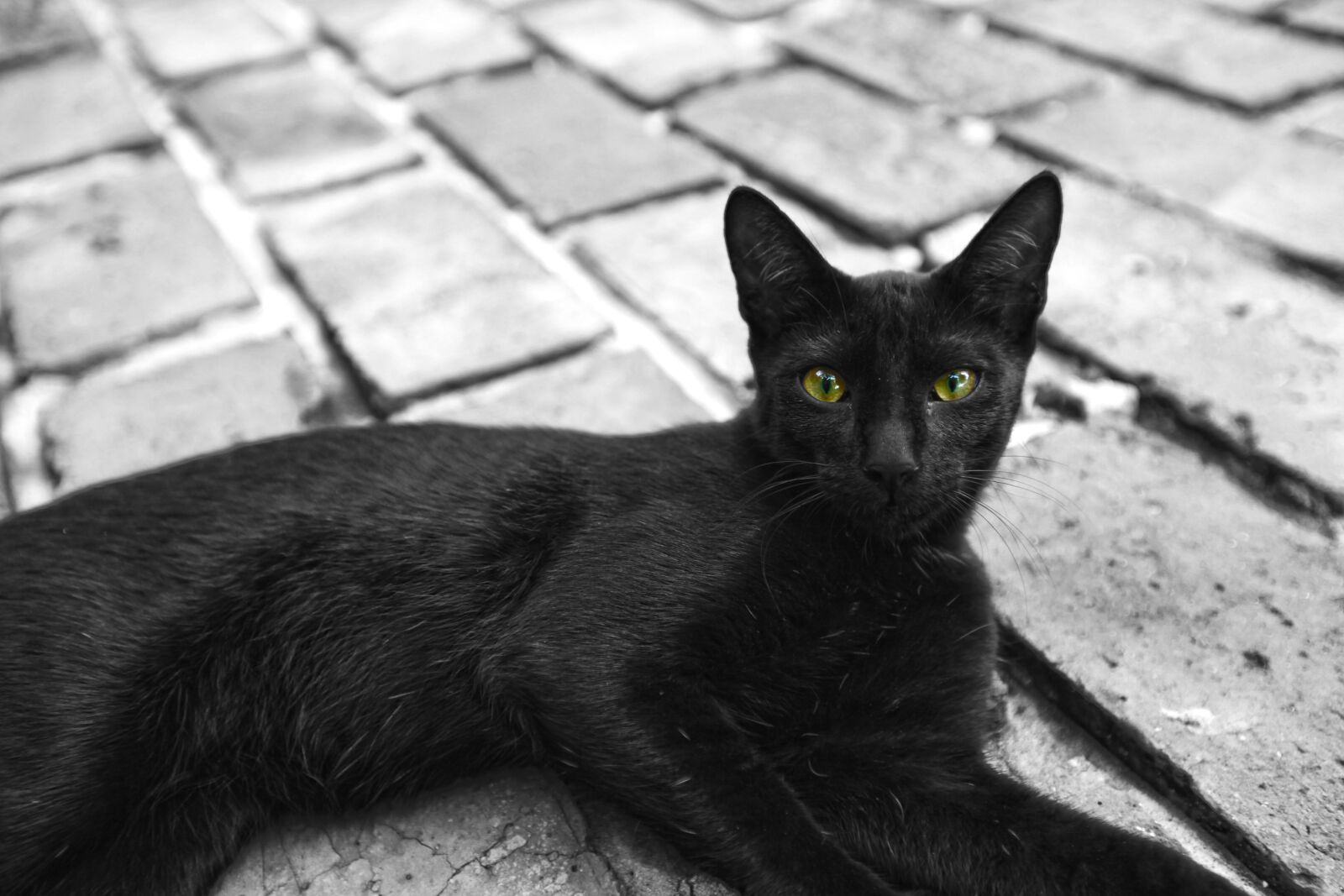 Canon EOS 5D Mark II sample photo. Black cat, cat, feline photography