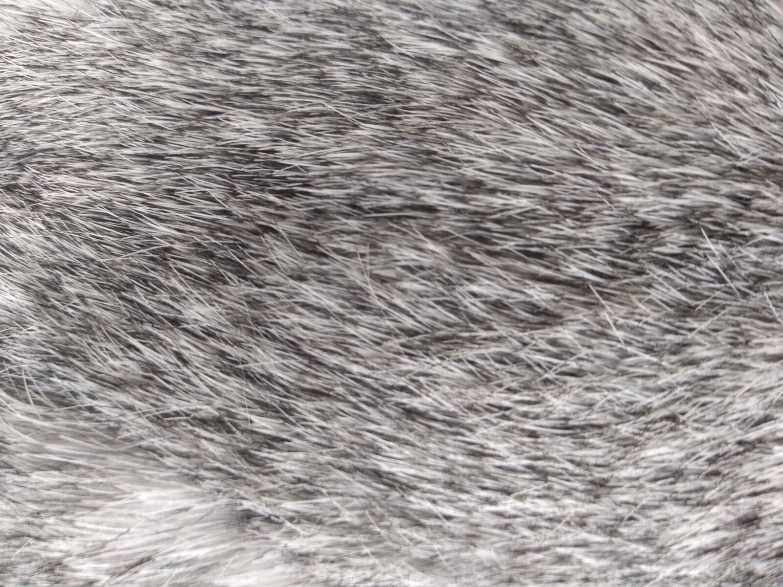 Motorola moto g(6) play sample photo. Rabbit, fur, texture photography