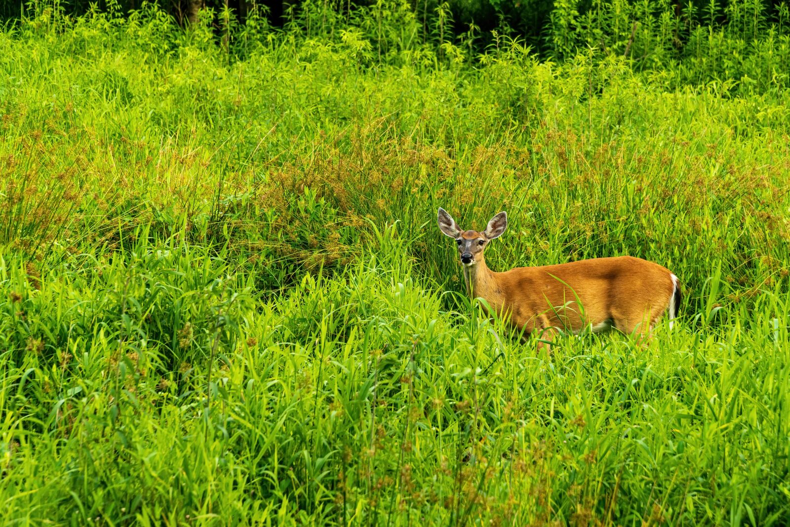 Sony a6400 + Sony E PZ 18-105mm F4 G OSS sample photo. Whitetail deer, startled deer photography