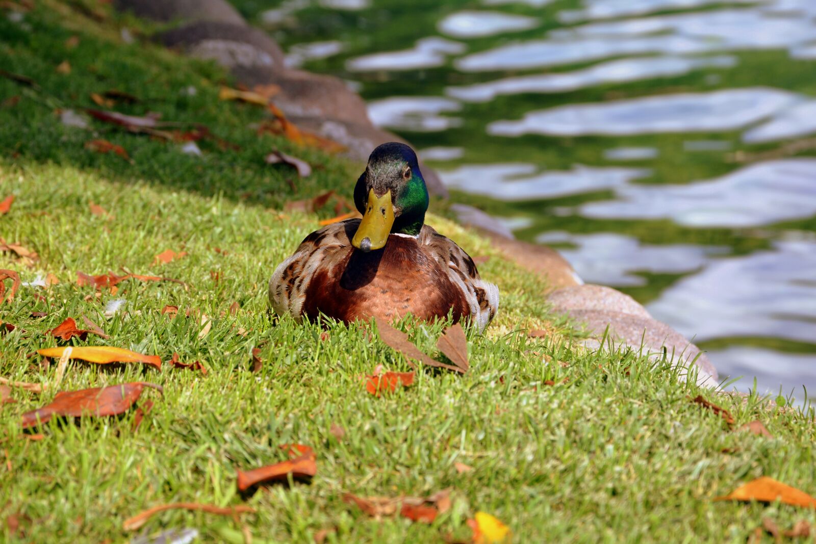 Nikon D7100 sample photo. Duck, prato, lake photography