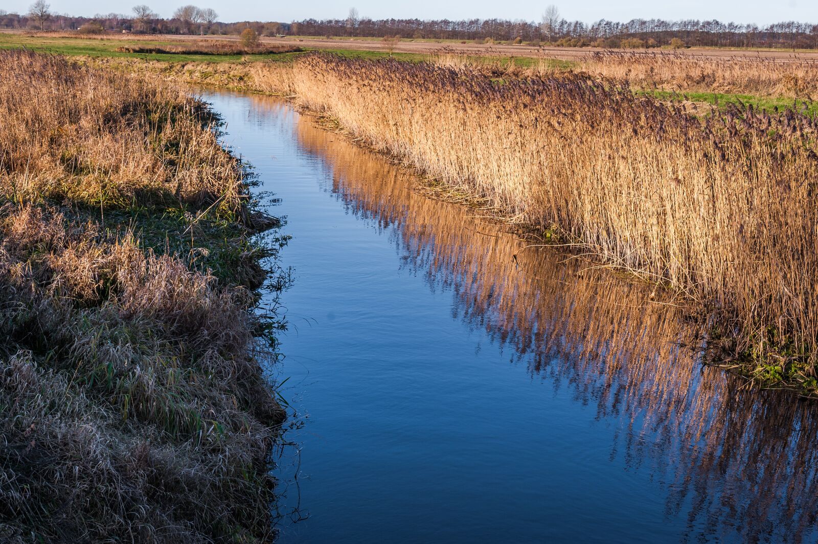 Nikon D700 sample photo. River, water, reed photography
