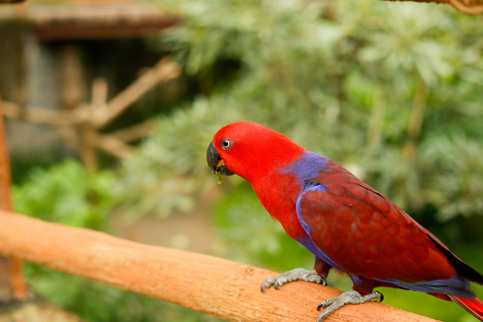 Canon EOS 6D sample photo. Nuri bayan (eclectus roratus) photography