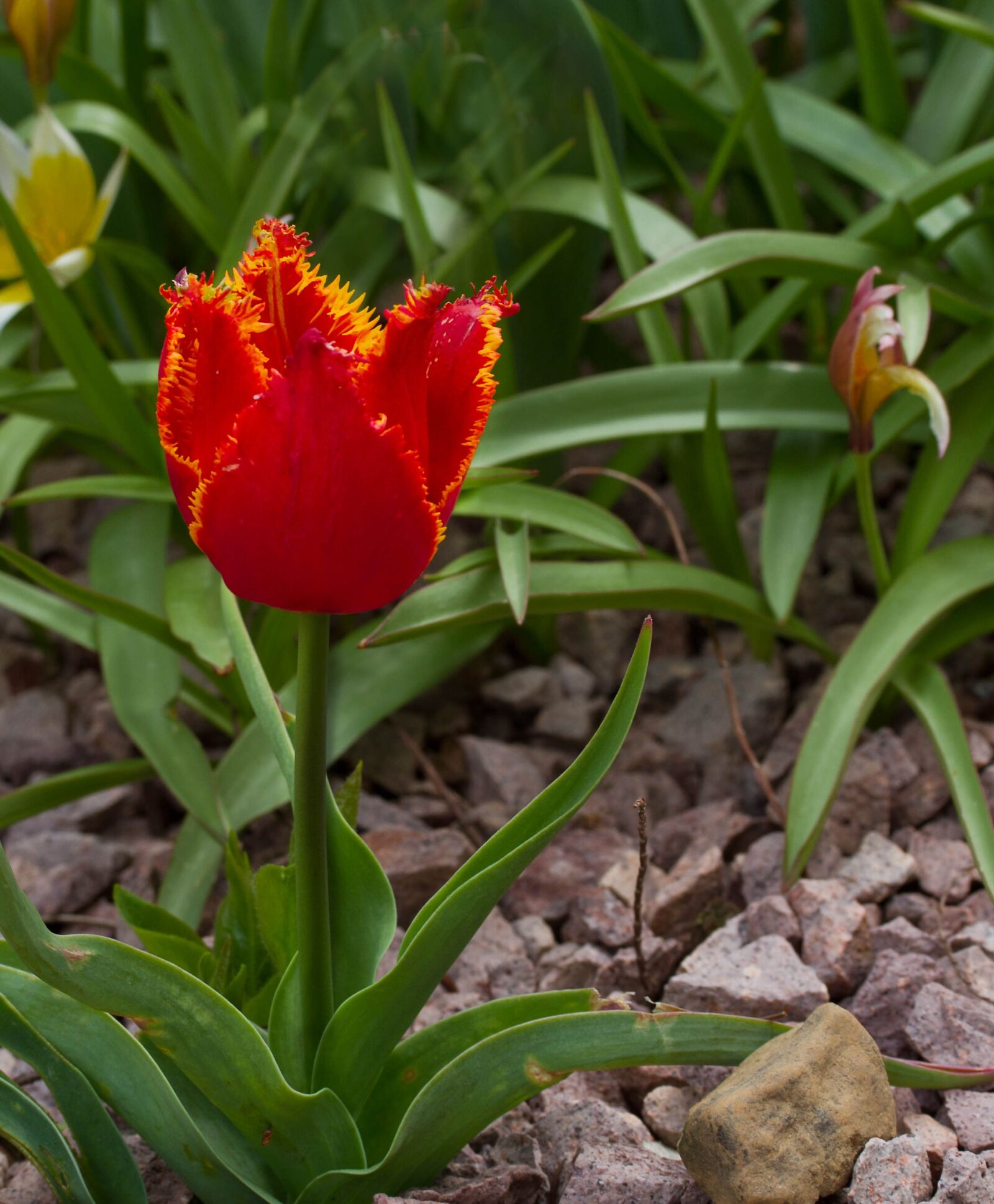 Canon EOS 7D sample photo. Flower, tulip, spring photography
