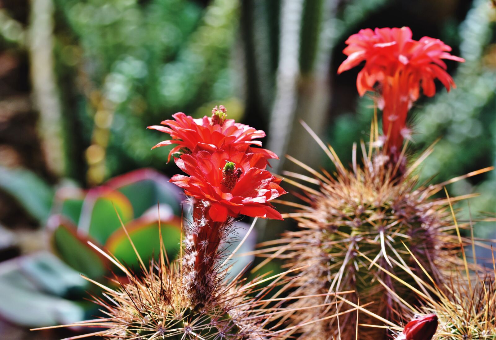 Nikon D7200 sample photo. Cactus, cactus blossom, blossom photography
