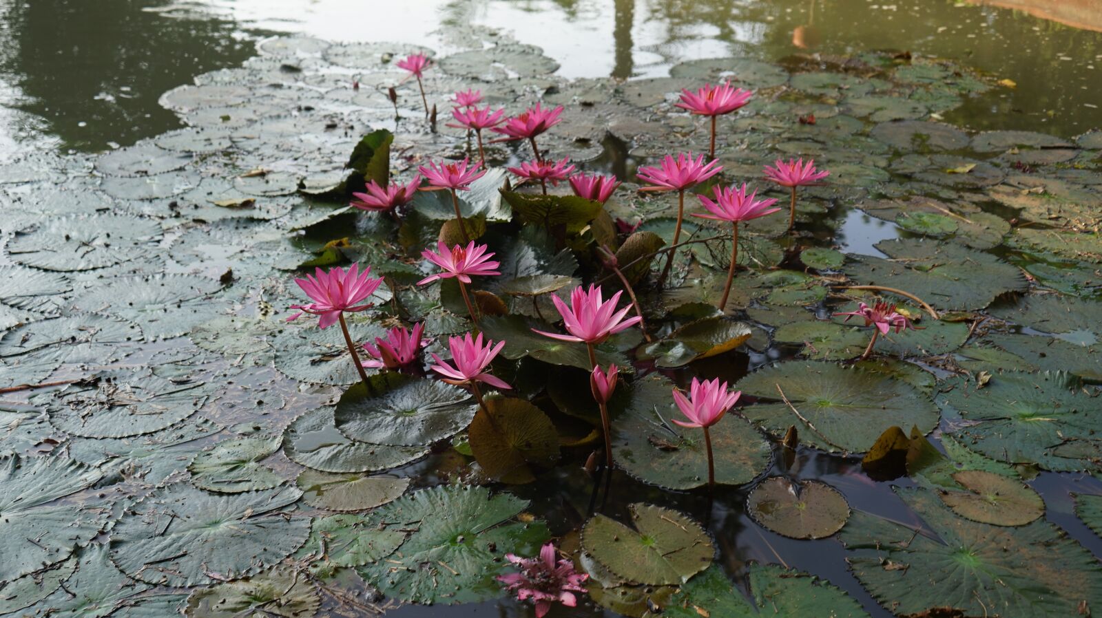 Sony a7 sample photo. Lotus, pond, flowers photography