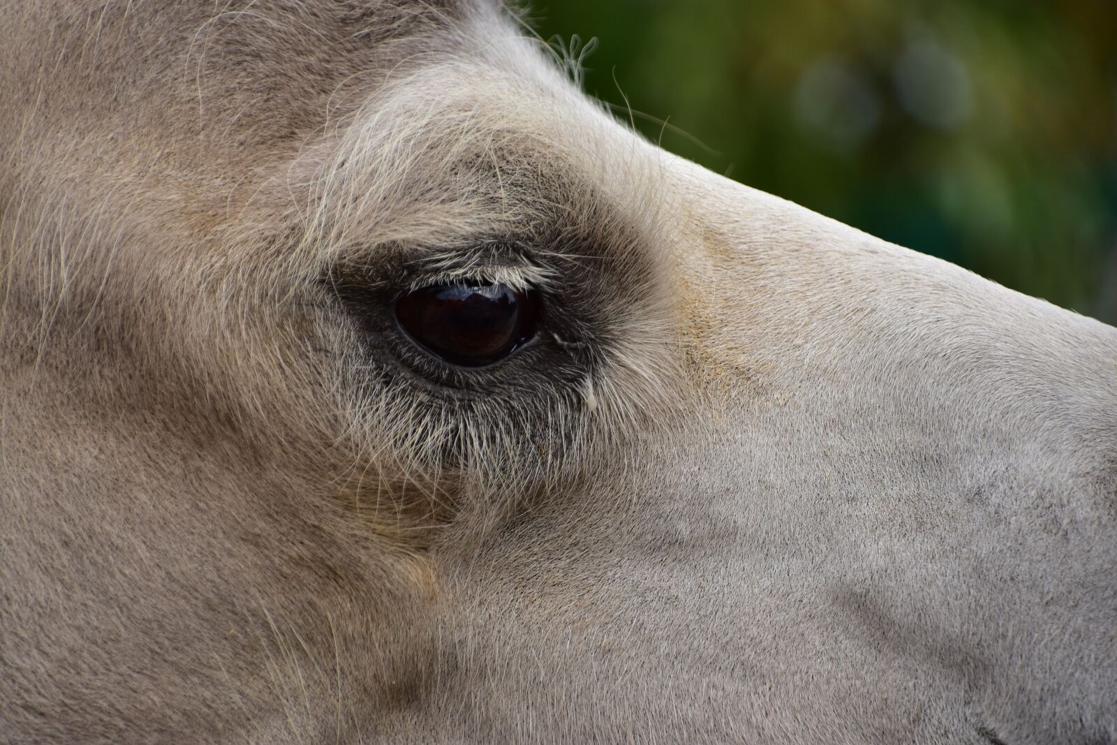 Nikon D3400 sample photo. Camel, eye, animal photography