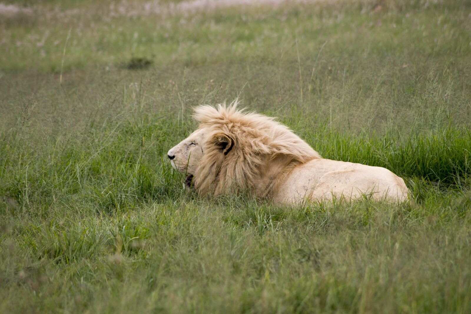 Canon EOS 1100D (EOS Rebel T3 / EOS Kiss X50) sample photo. Animal, big cat, cat photography
