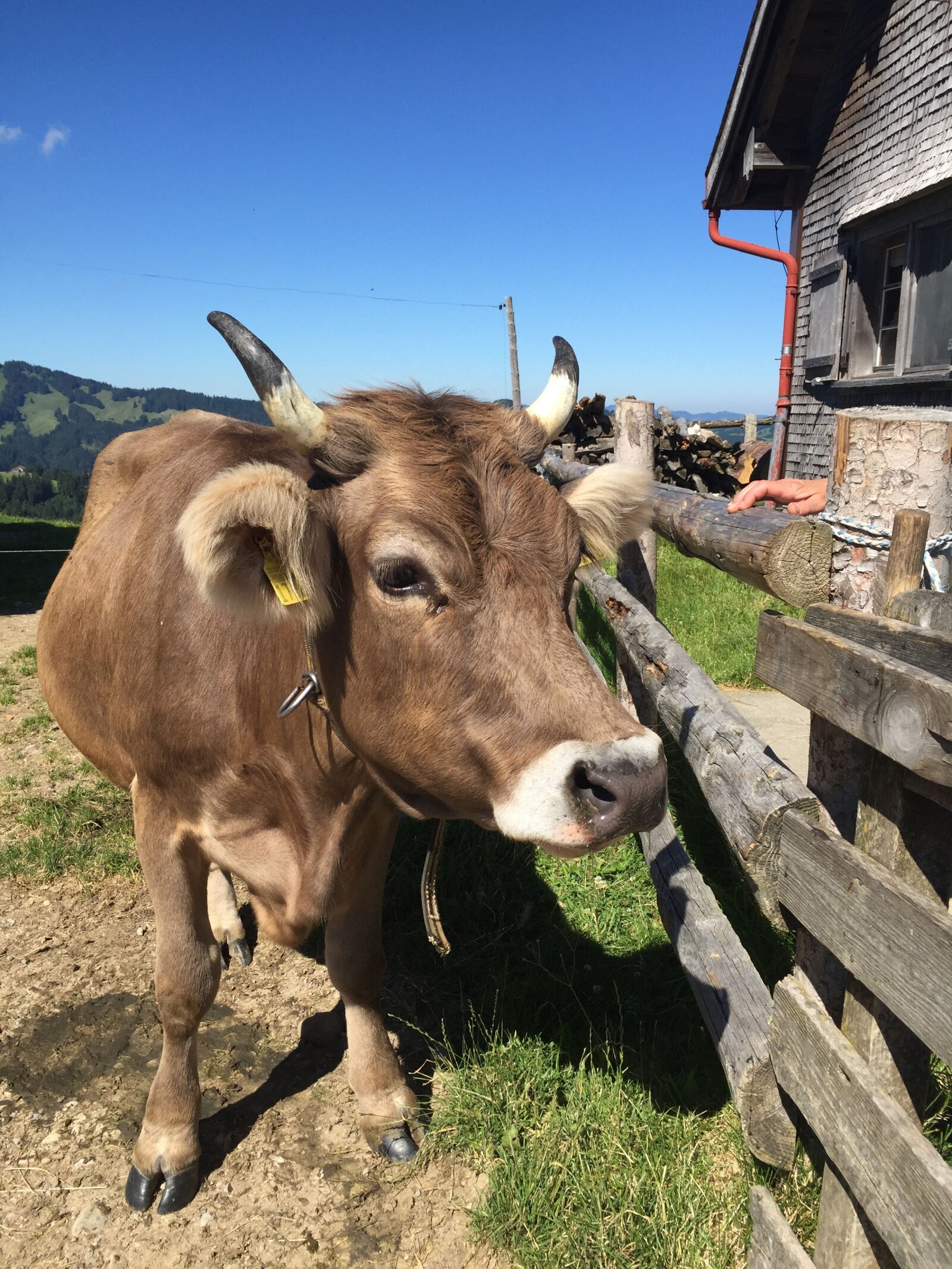 Apple iPhone 6 sample photo. Cow, alpkuh, switzerland photography