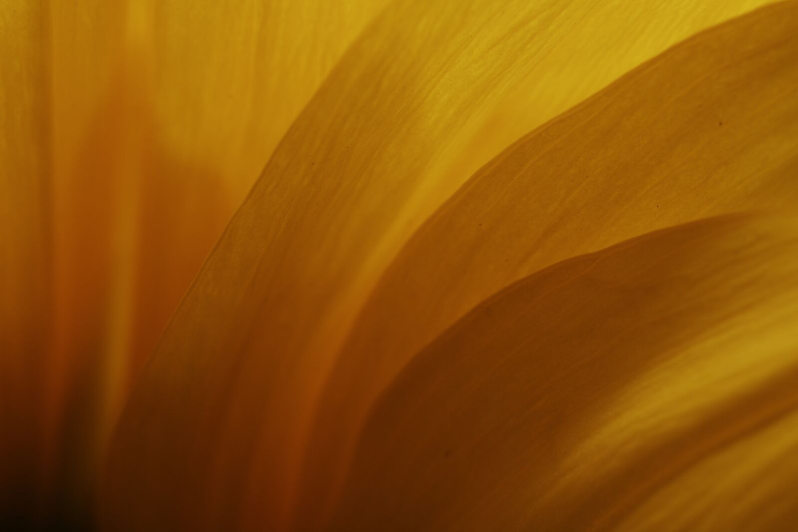 Canon EOS 750D (EOS Rebel T6i / EOS Kiss X8i) sample photo. Flower, petal, stem photography