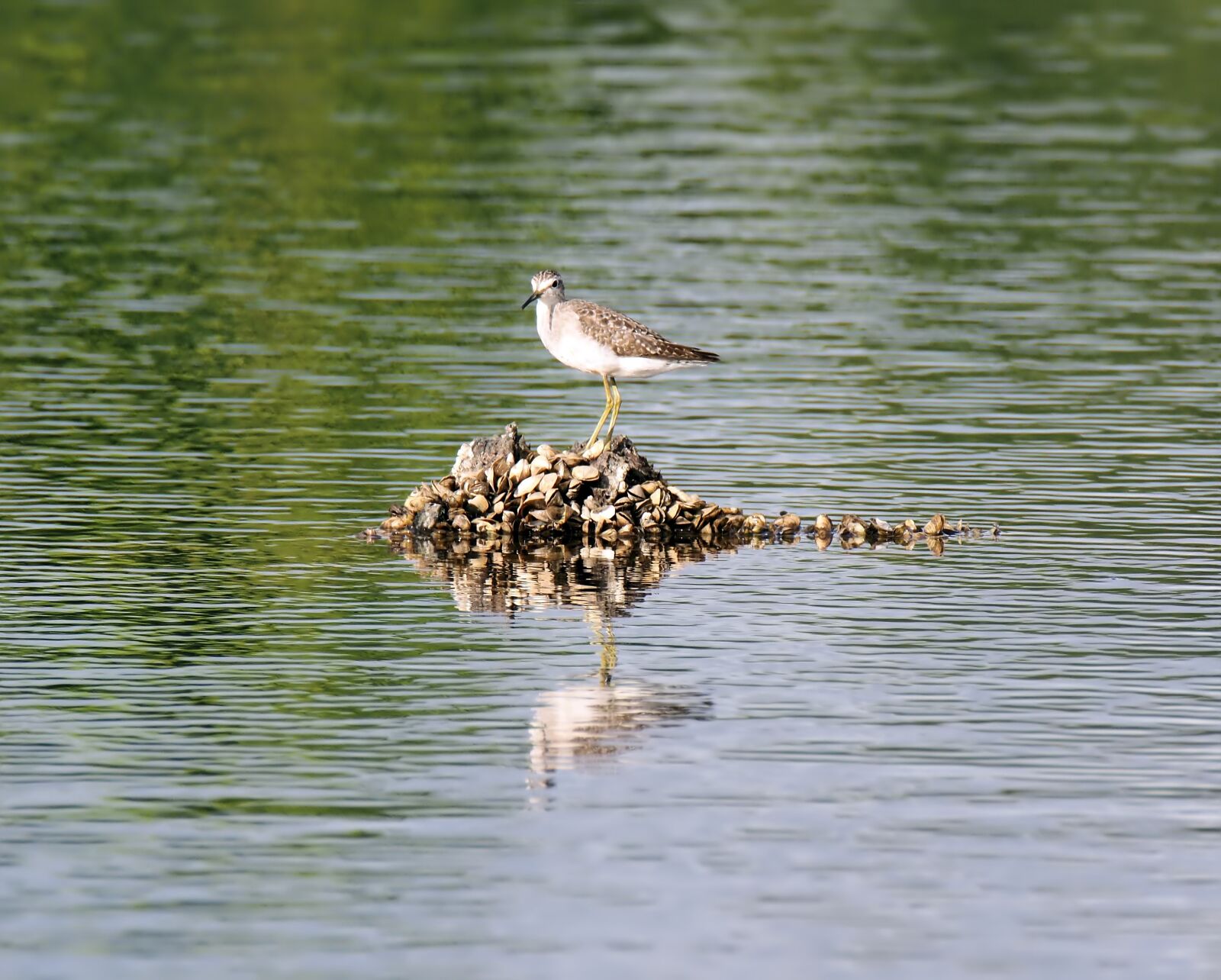 Olympus OM-D E-M1 sample photo. Sand, piper, bird photography