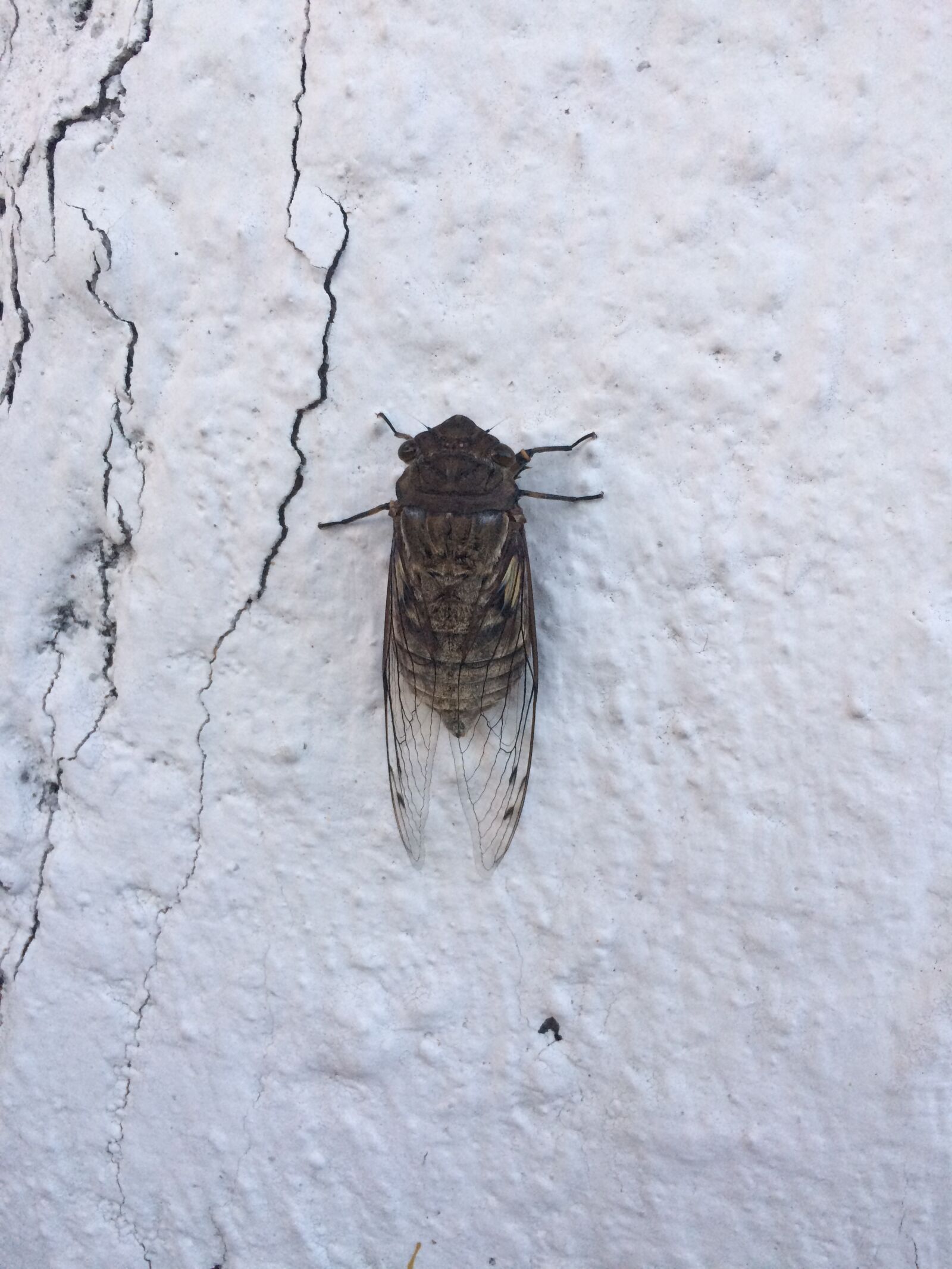 iPhone 5s back camera 4.15mm f/2.2 sample photo. Nature, cricket, wall photography