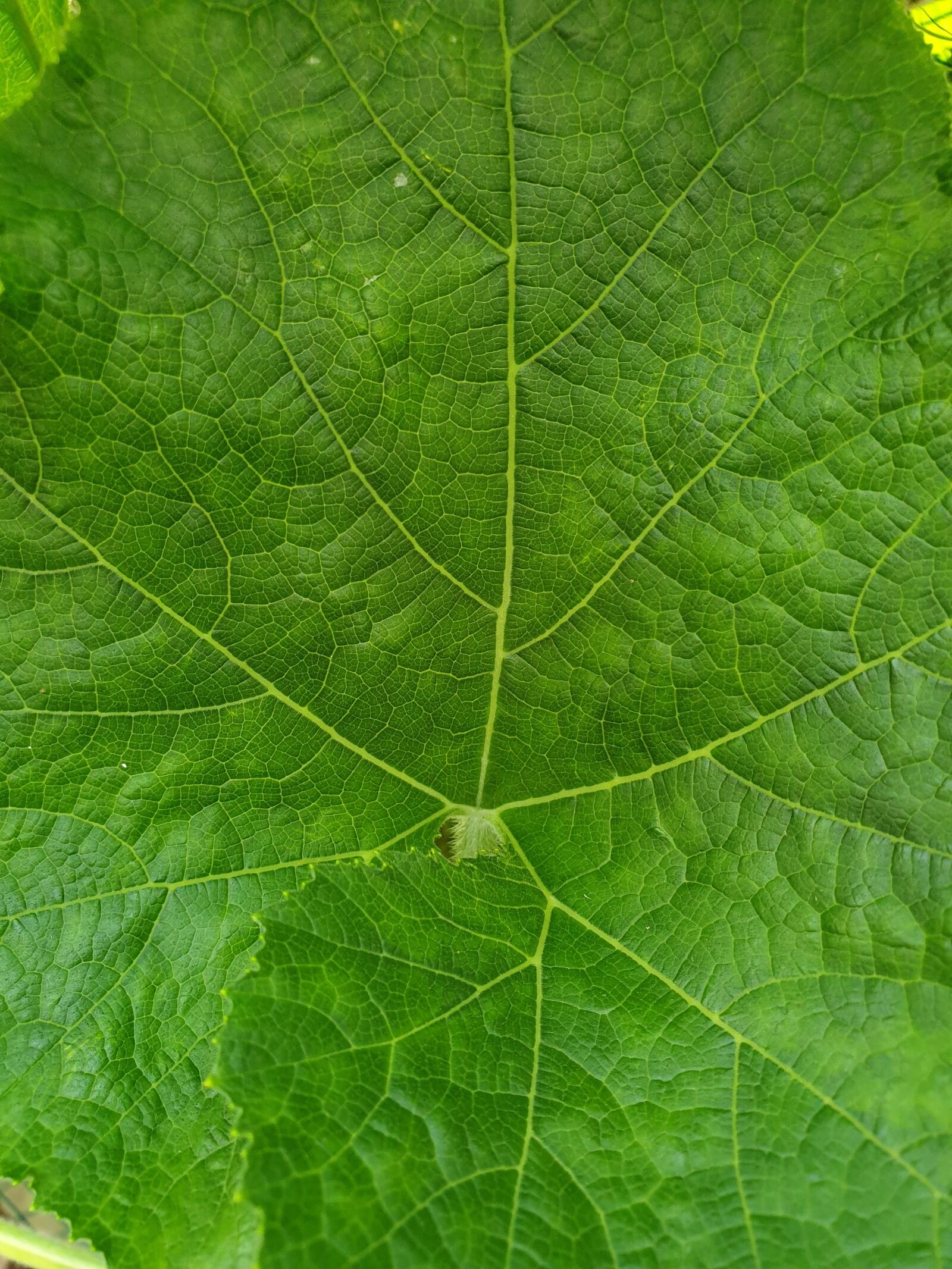 Samsung Galaxy Note9 sample photo. Plants, leaf, green photography