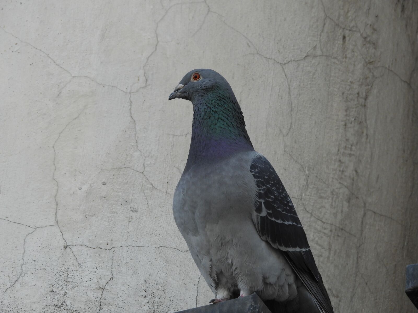 Nikon Coolpix P1000 sample photo. Dove, bird, animals photography
