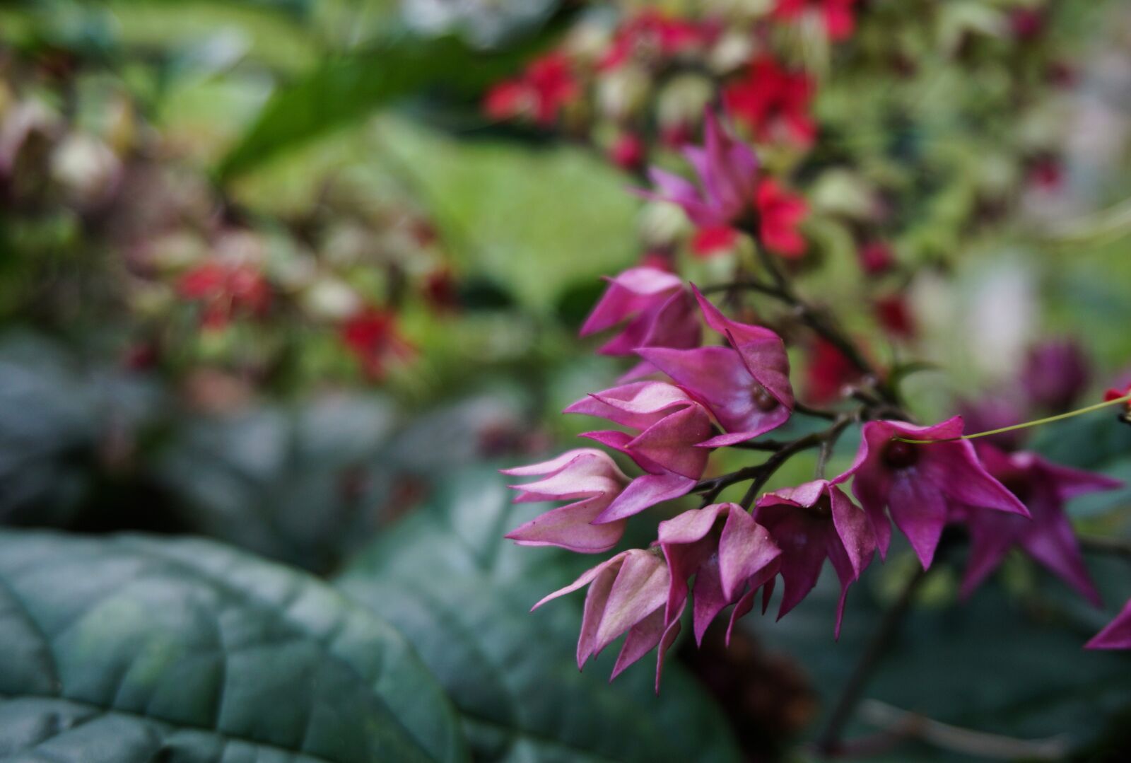 Sony Alpha NEX-3N + Sony E 16-50mm F3.5-5.6 PZ OSS sample photo. Nature, flower, plant photography