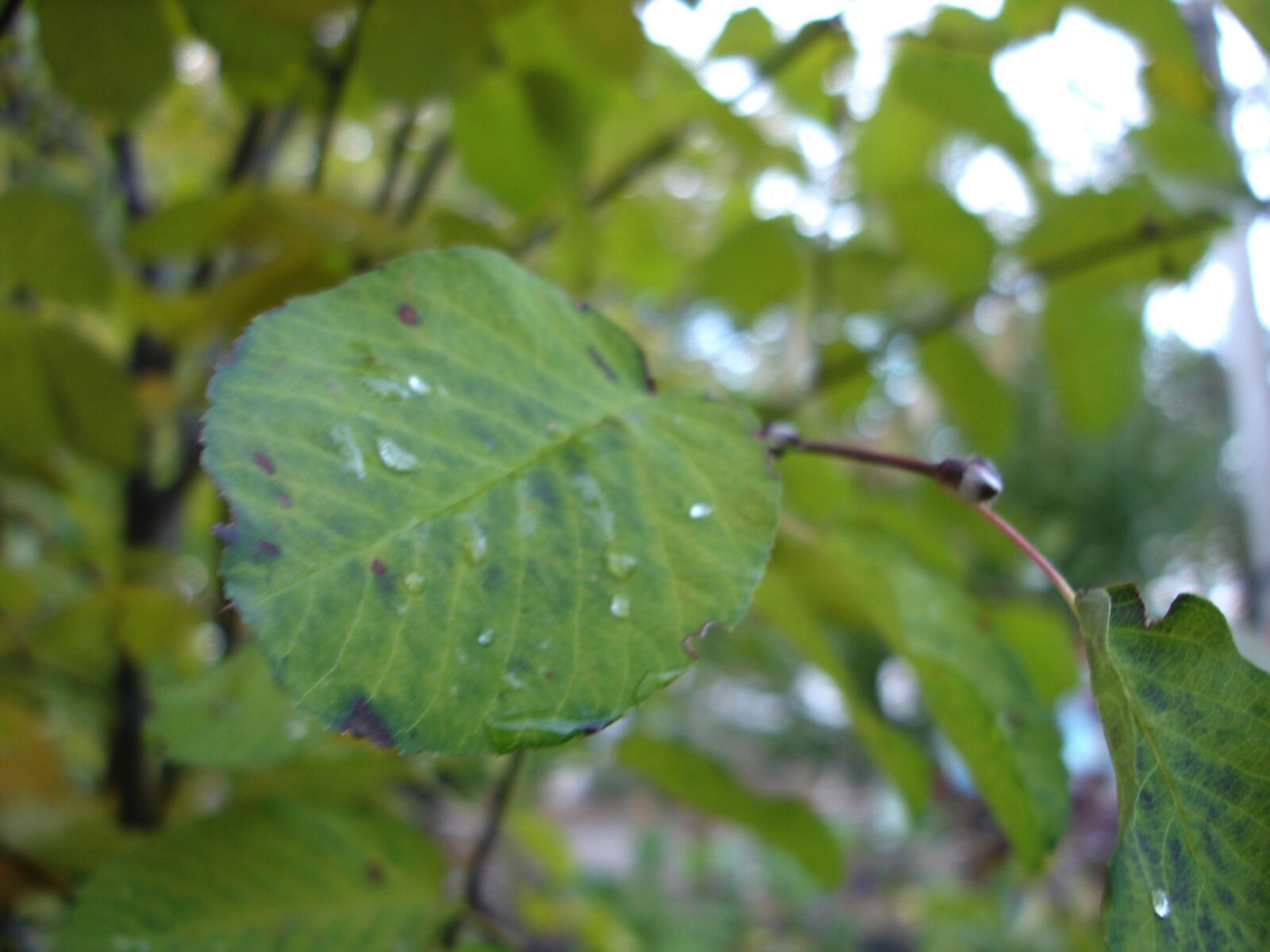Sony DSC-W17 sample photo. Autumn, colours, autumn, leaf photography