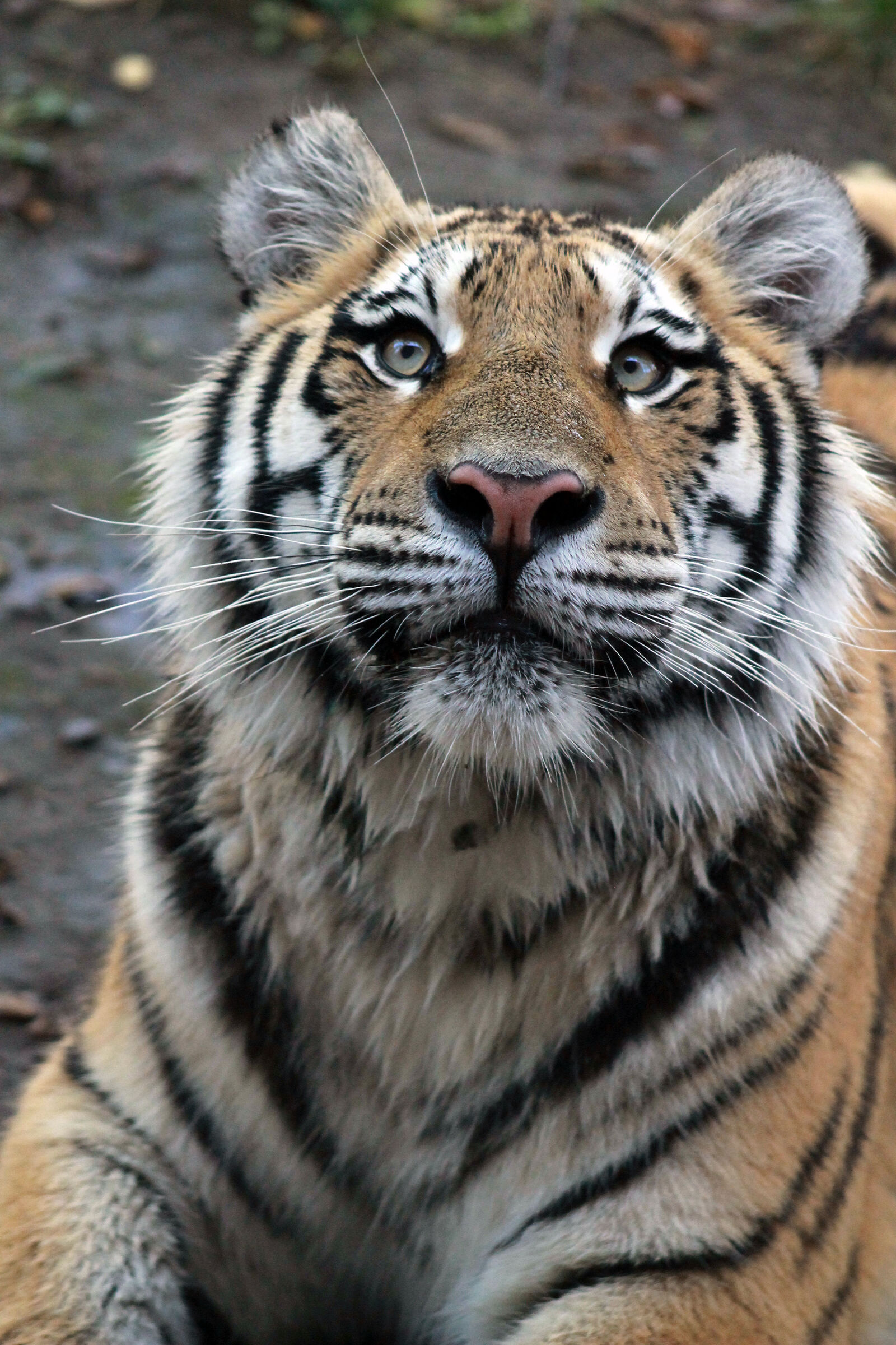 Canon EOS 1100D (EOS Rebel T3 / EOS Kiss X50) sample photo. Big, cat, cub, tiger photography