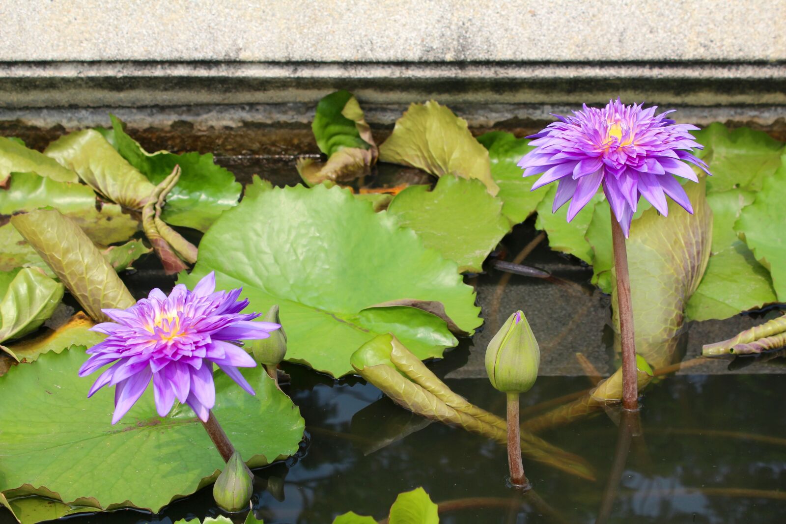 Canon EOS 600D (Rebel EOS T3i / EOS Kiss X5) sample photo. Water lily, purple, blossomed photography