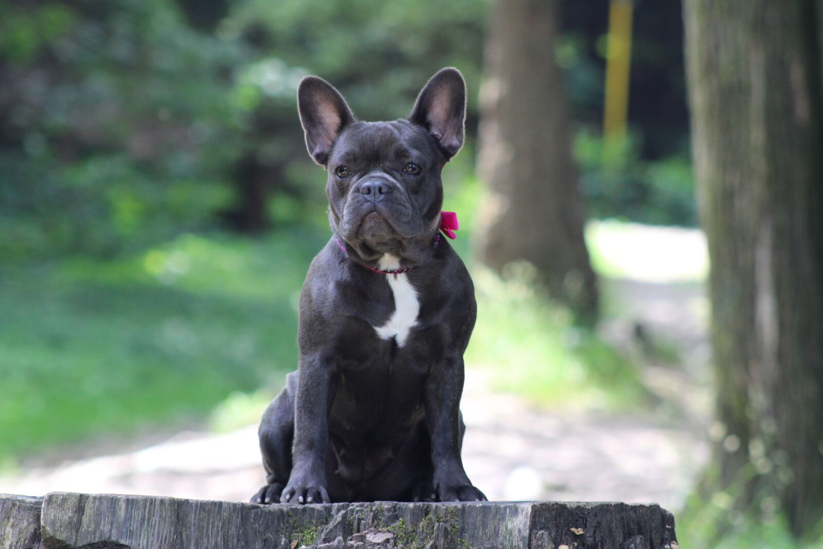 Canon EOS 2000D (EOS Rebel T7 / EOS Kiss X90 / EOS 1500D) sample photo. French bulldog, dog, bulldog photography