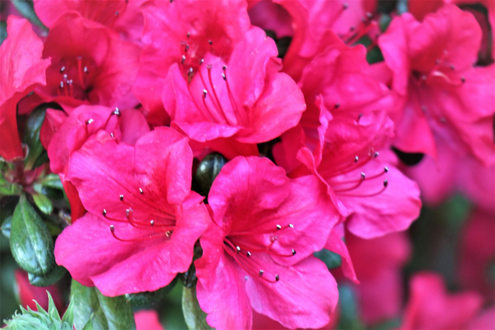 Canon EOS M6 sample photo. Rhododendron, the buds of photography
