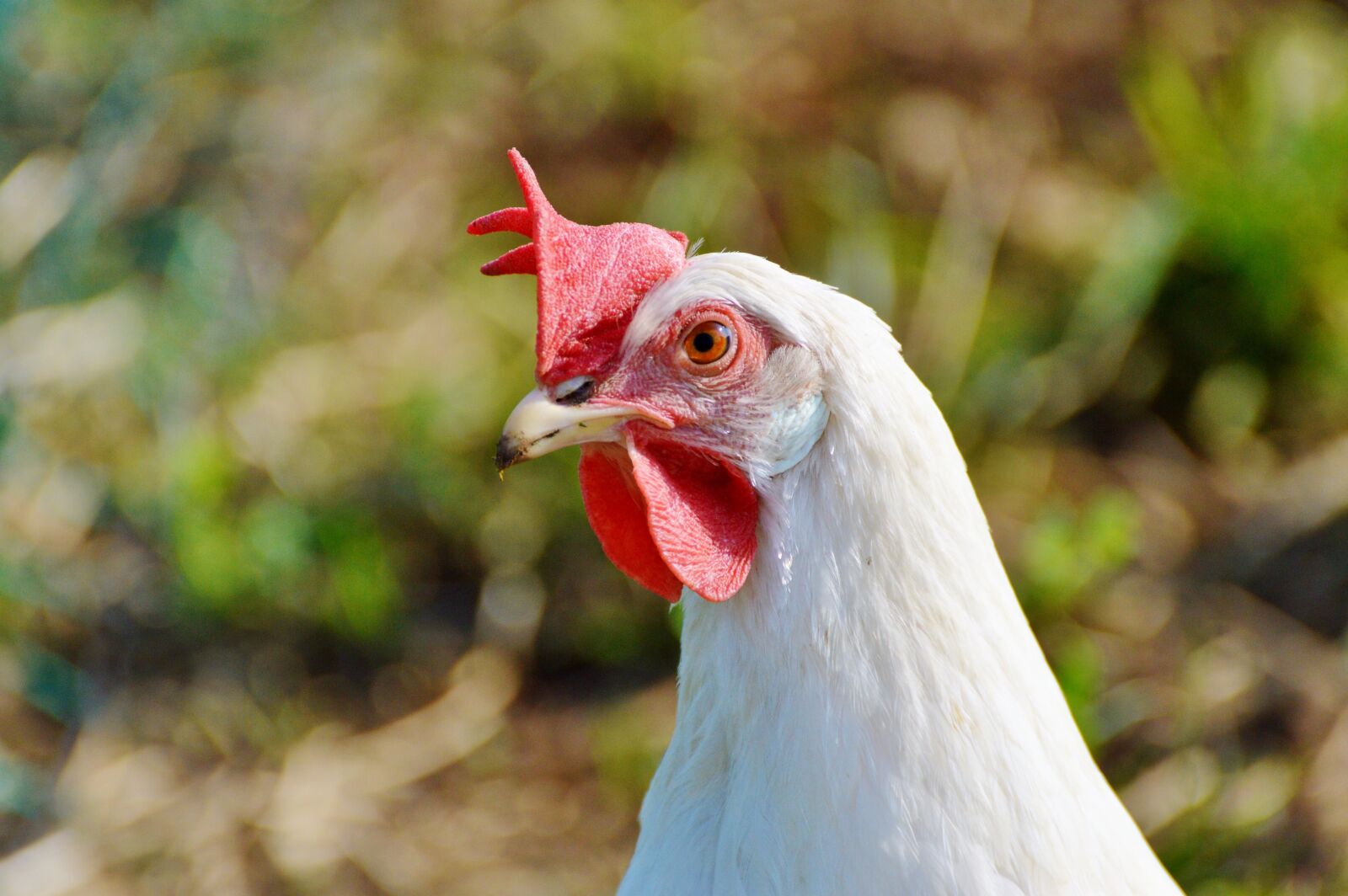 Nikon D3200 sample photo. Chicken, hen, poultry photography