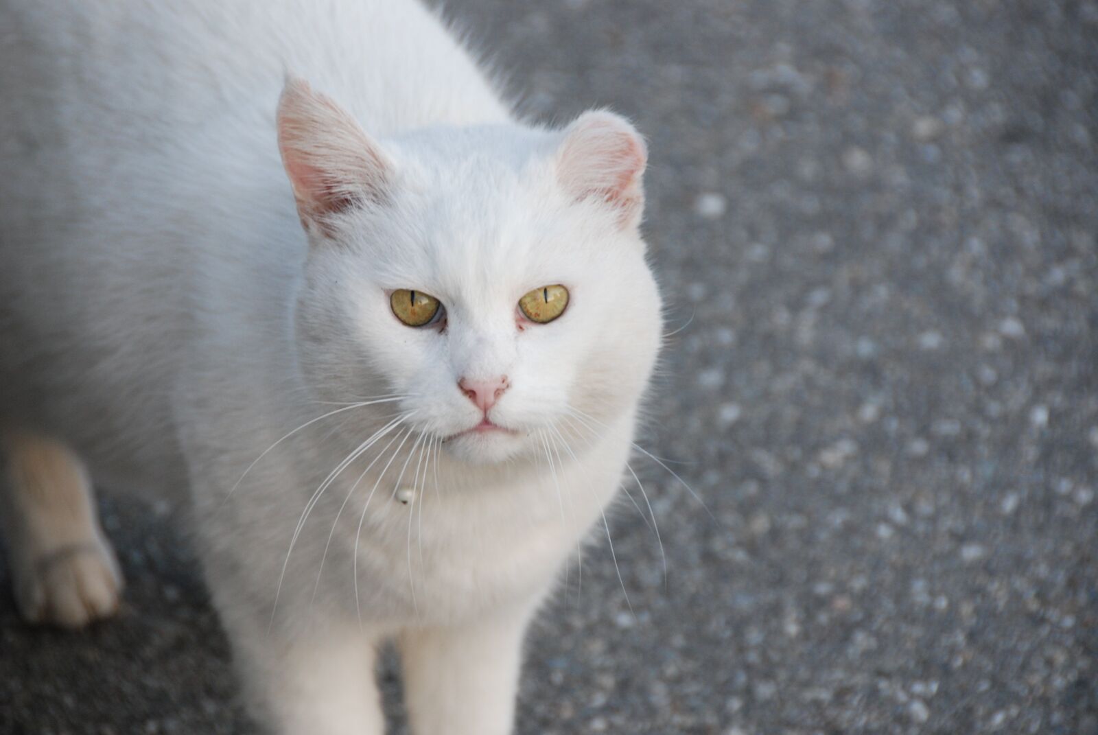 Nikon D80 sample photo. Cat, white, view photography