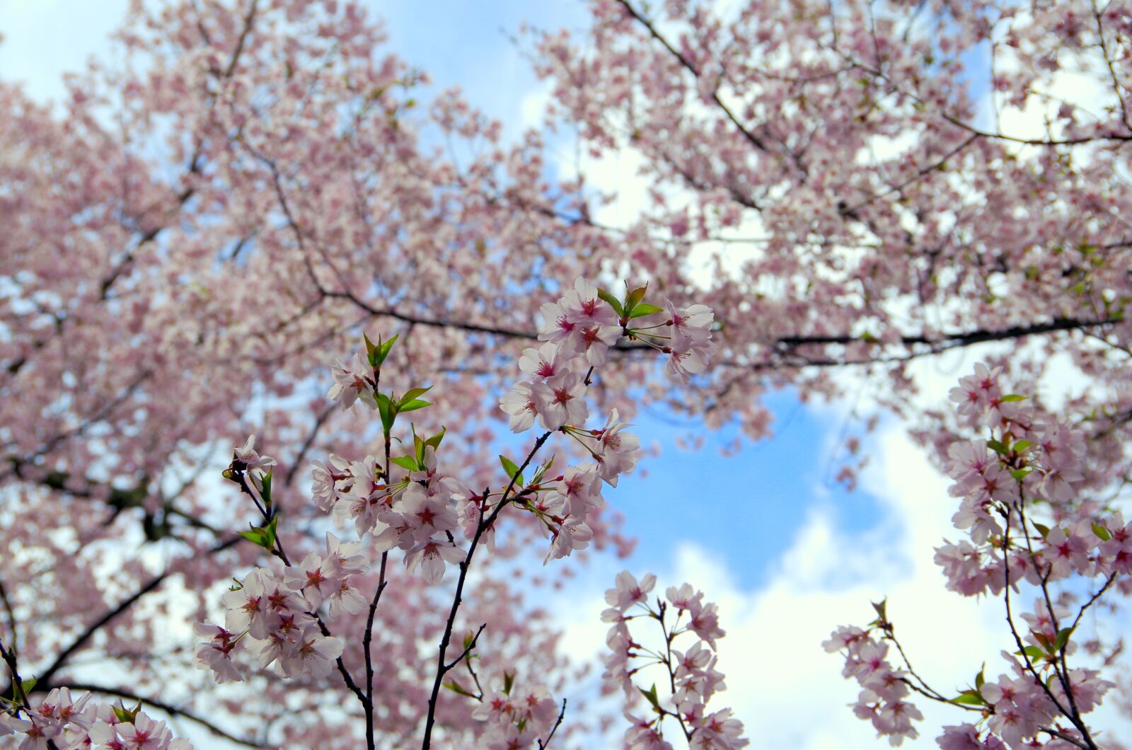 Pentax K-30 sample photo. Wood, cherry, branch photography