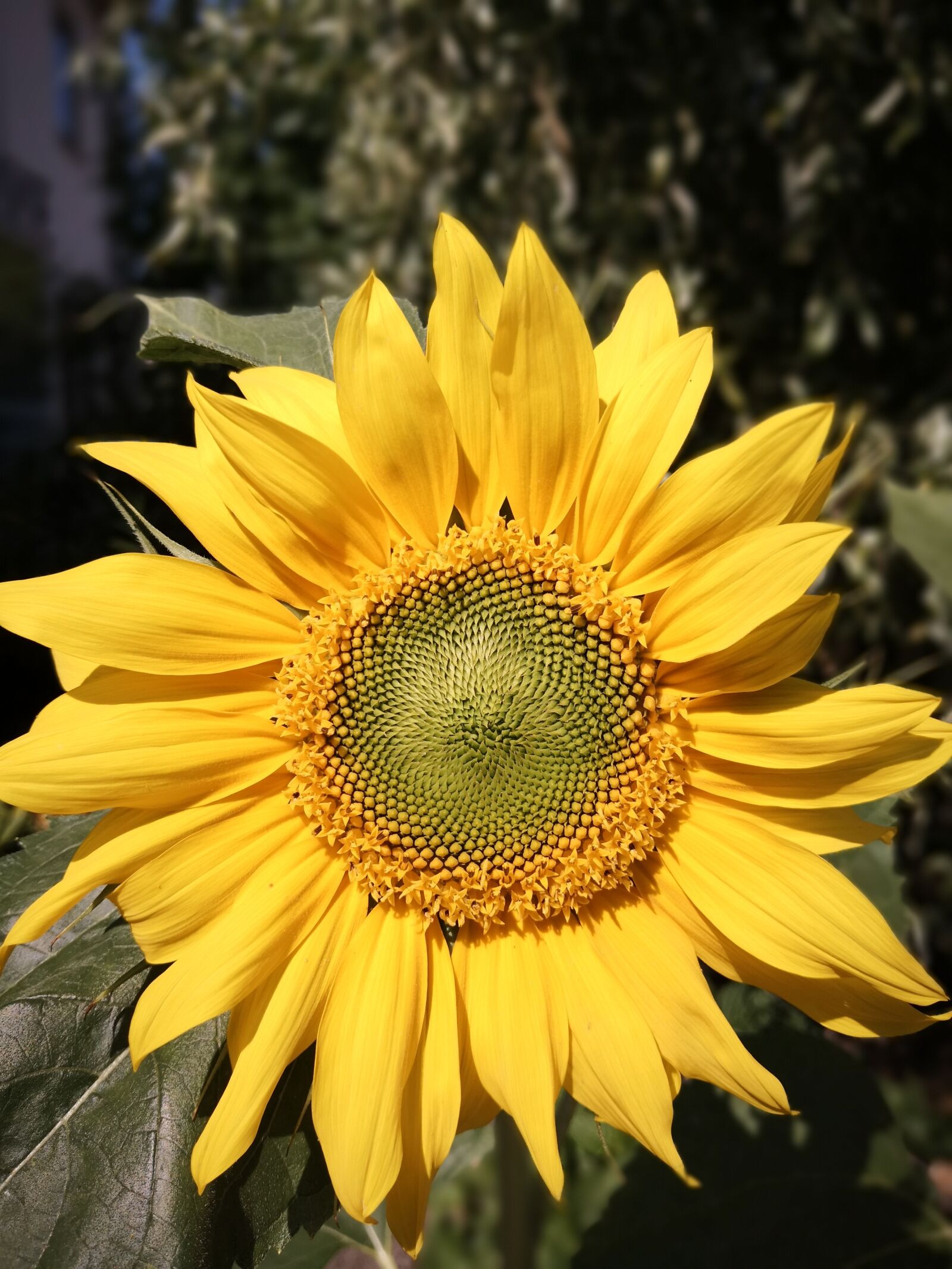 HUAWEI Mate 10 Pro sample photo. Sunflower, pure, yellow photography