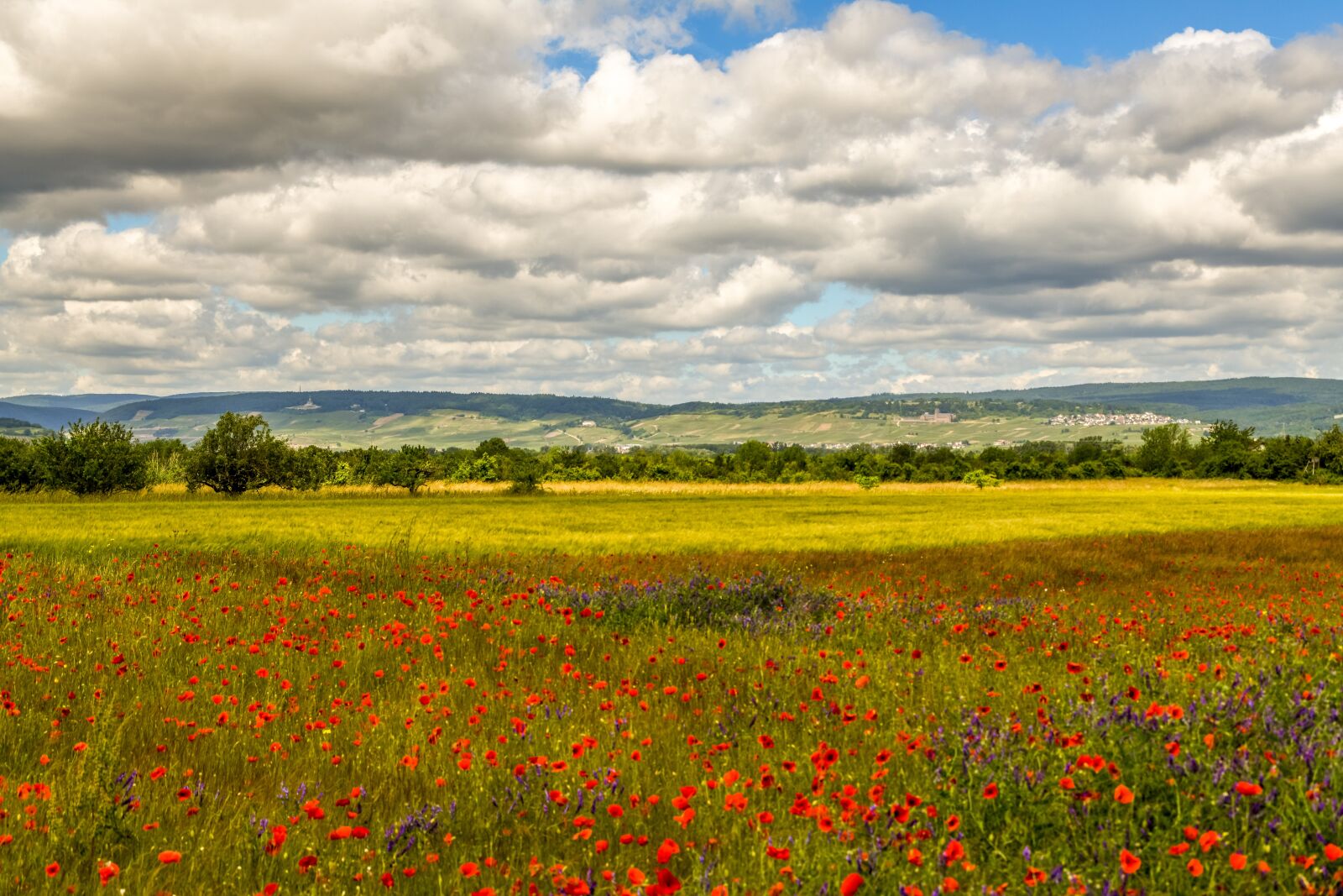 Tamron 28-300mm F3.5-6.3 Di VC PZD sample photo. Poppy, field of poppies photography