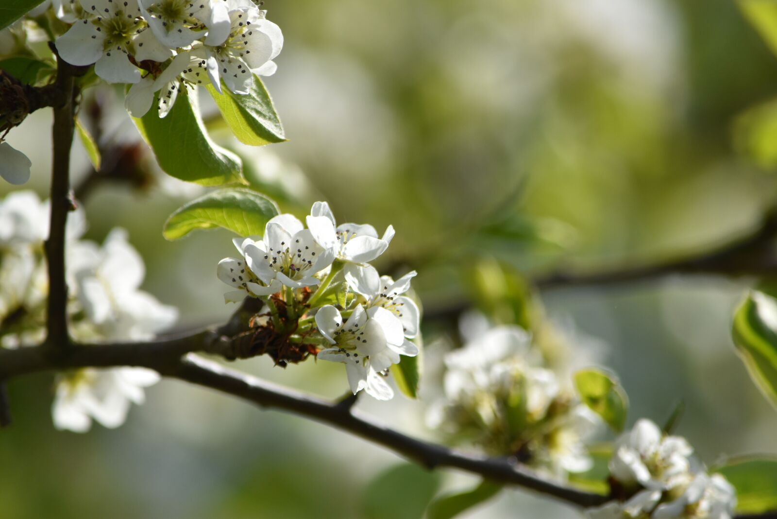 Nikon D5500 sample photo. Pear blossom, spring, summer photography