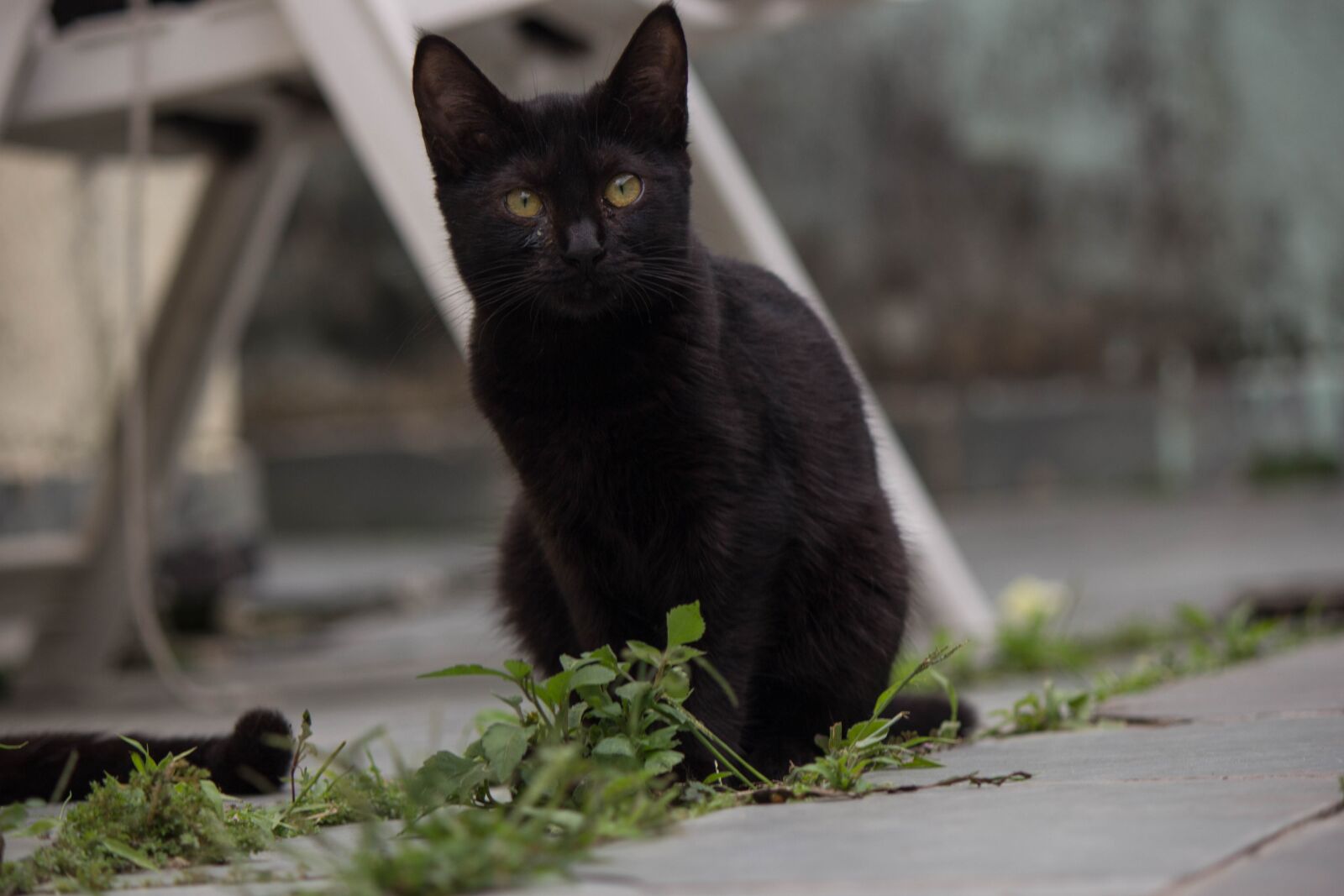 Canon EOS 60D + Canon EF-S 55-250mm F4-5.6 IS II sample photo. Cat, feline, domestic photography