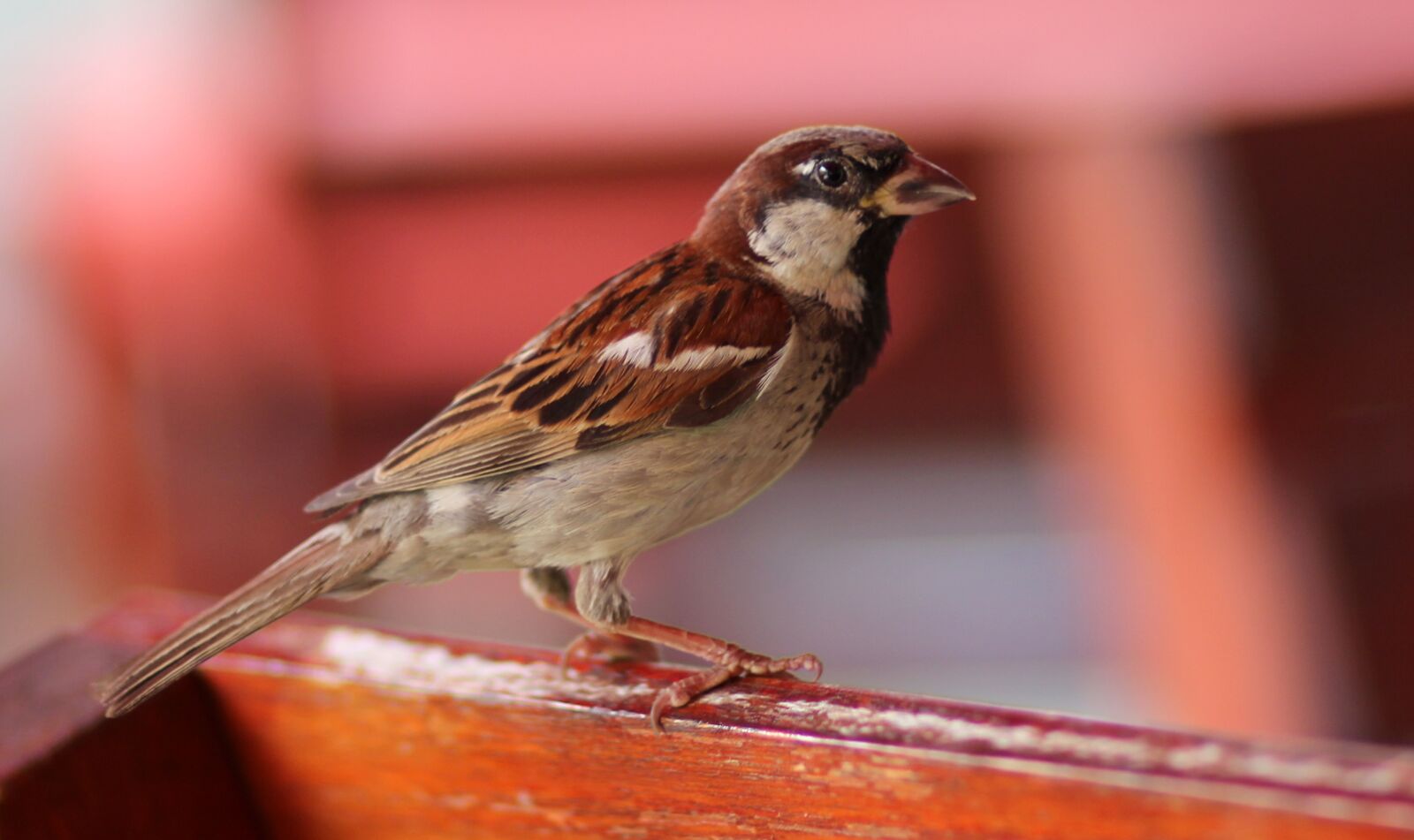 Canon EOS 700D (EOS Rebel T5i / EOS Kiss X7i) + Canon EF 85mm F1.8 USM sample photo. Sparrow, birds, rest photography
