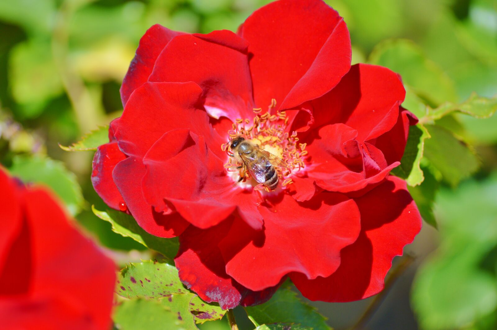 Nikon D3200 sample photo. Bee, insect, blossom photography