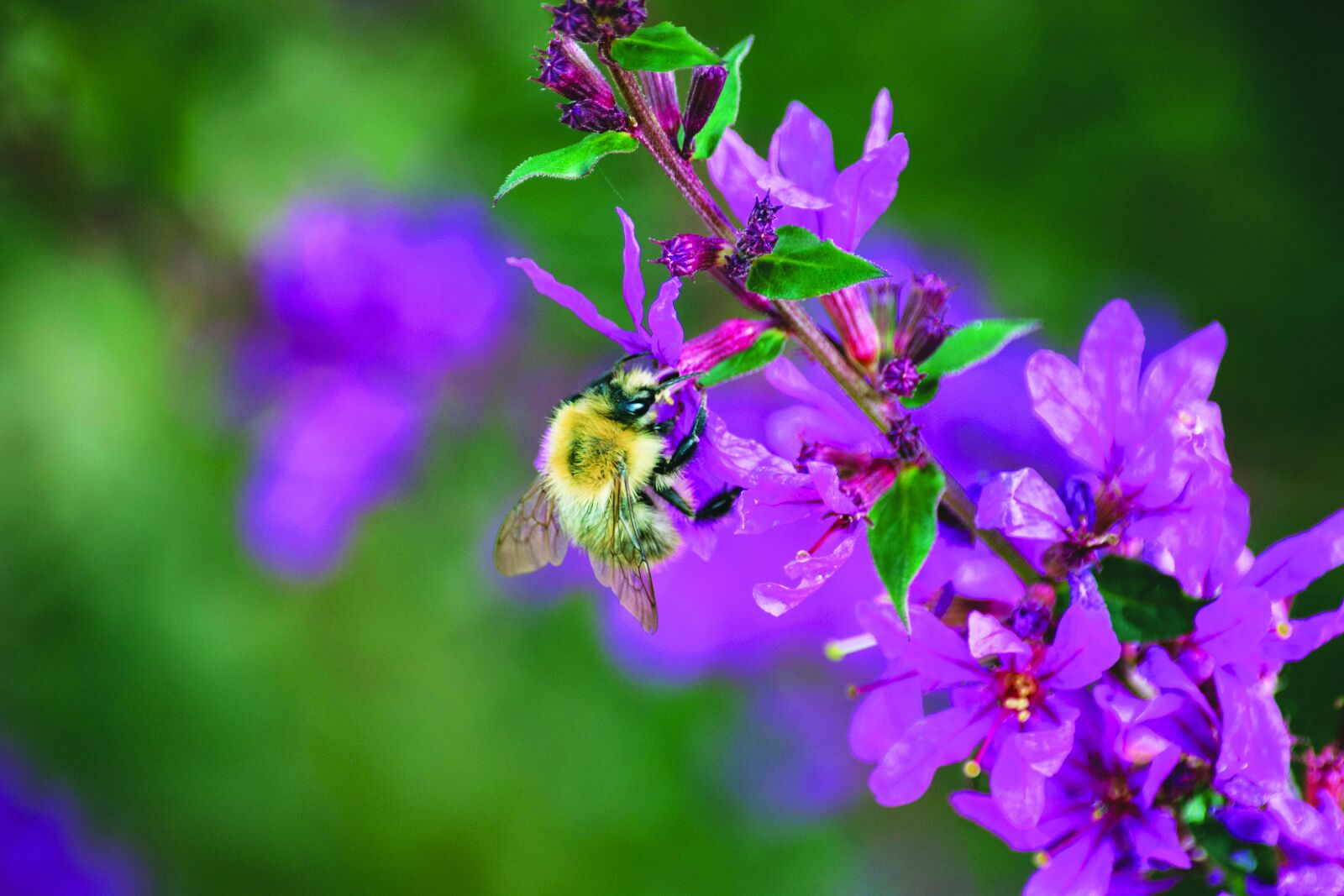 Nikon D5200 sample photo. Norfolk, flower, loosestrife flower photography