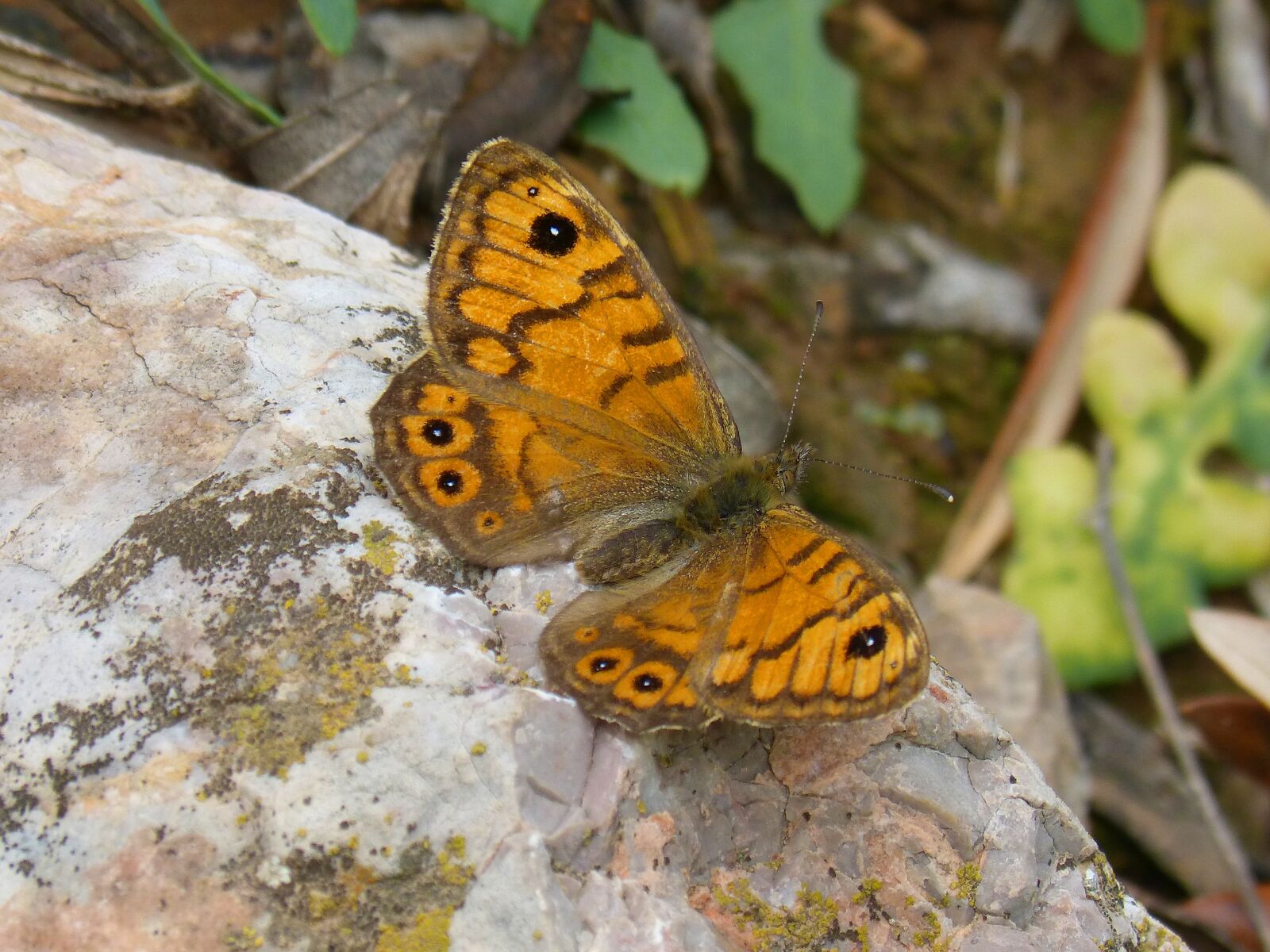 Panasonic DMC-FZ62 sample photo. Orange butterfly, lasiommata megera photography