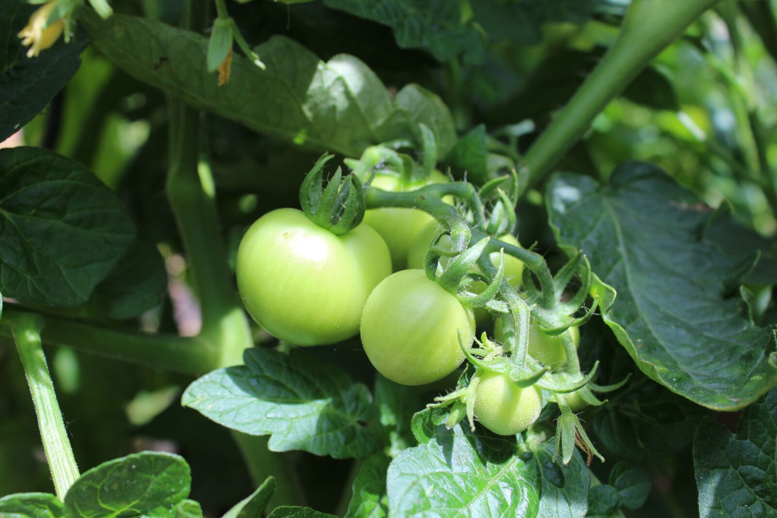 Canon EOS 1300D (EOS Rebel T6 / EOS Kiss X80) sample photo. Tomatoes, fried green tomatoes photography