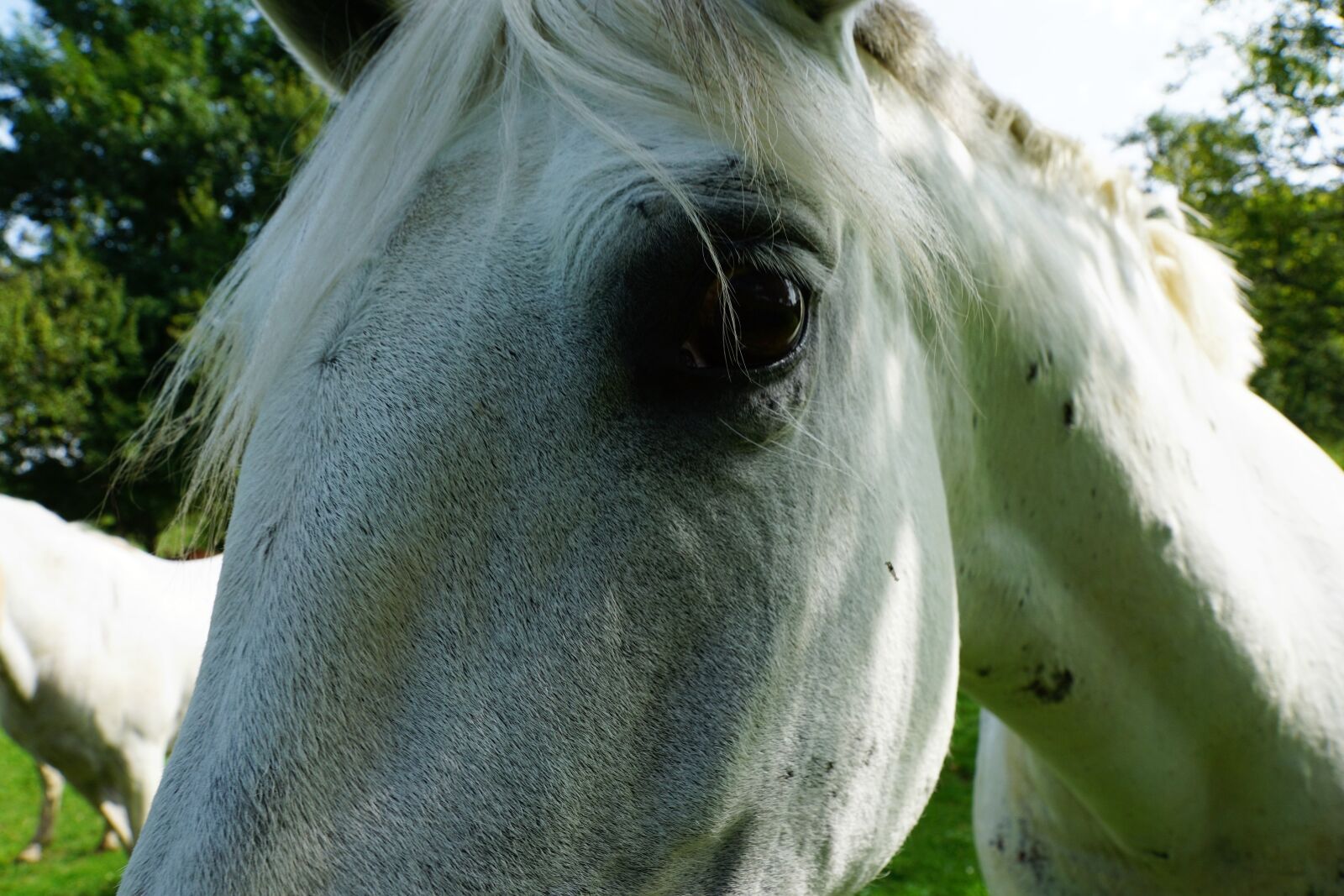 Sony ILCA-77M2 + Sony DT 16-50mm F2.8 SSM sample photo. Horses, mold, eye photography