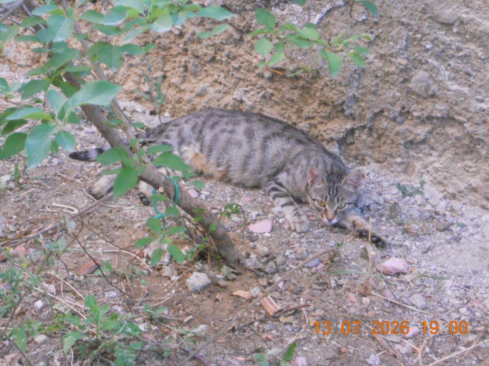Nikon COOLPIX S2500 sample photo