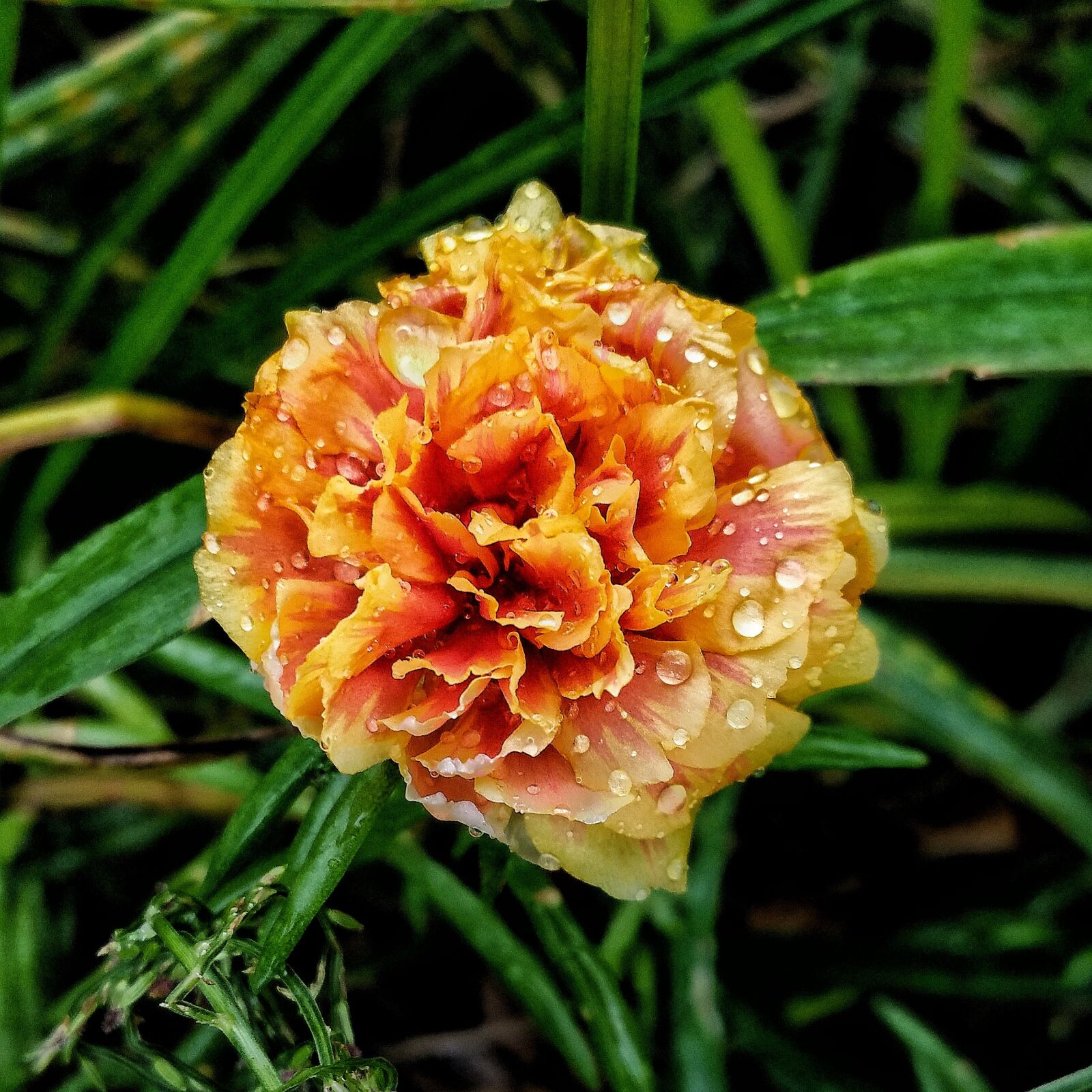 Samsung Galaxy Note4 sample photo. Flower, rain drops, wet photography