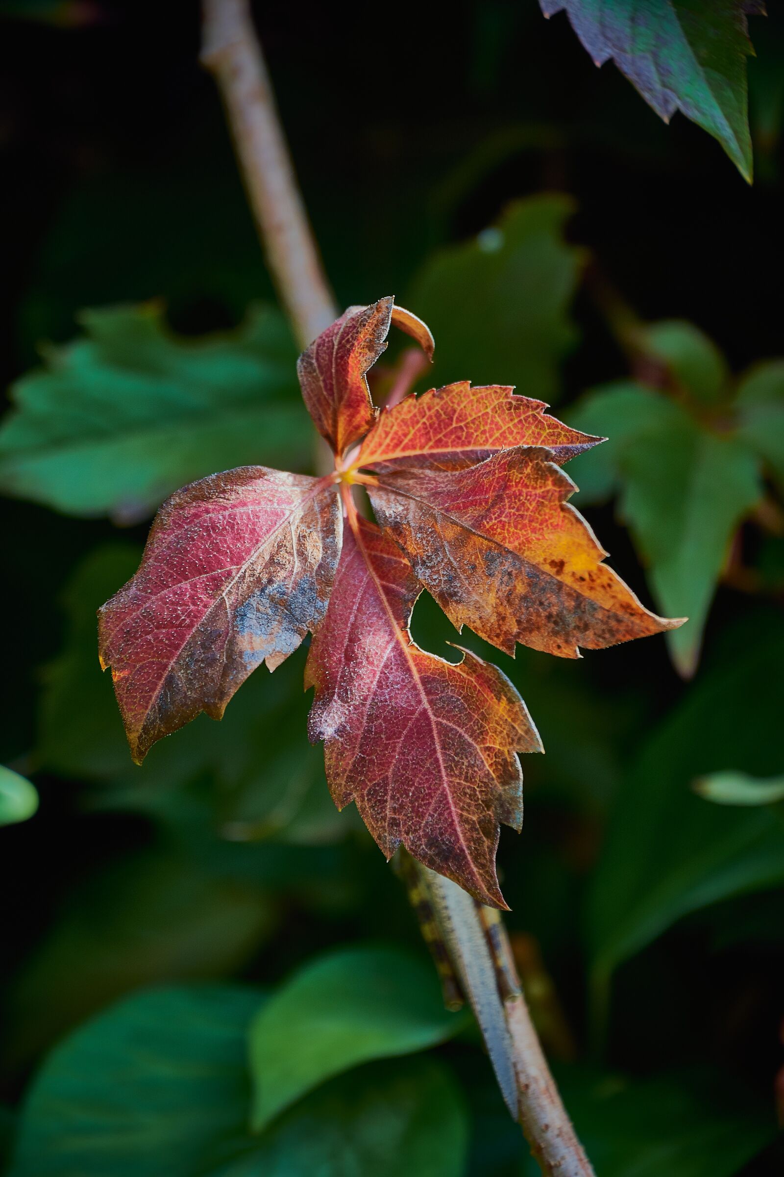 Nikon D7200 sample photo. Autumn, dried leaves, leaves photography
