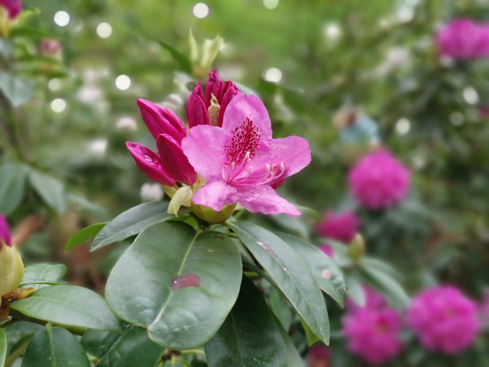 HUAWEI LYA-L29 sample photo. Nature, spring, blossom photography