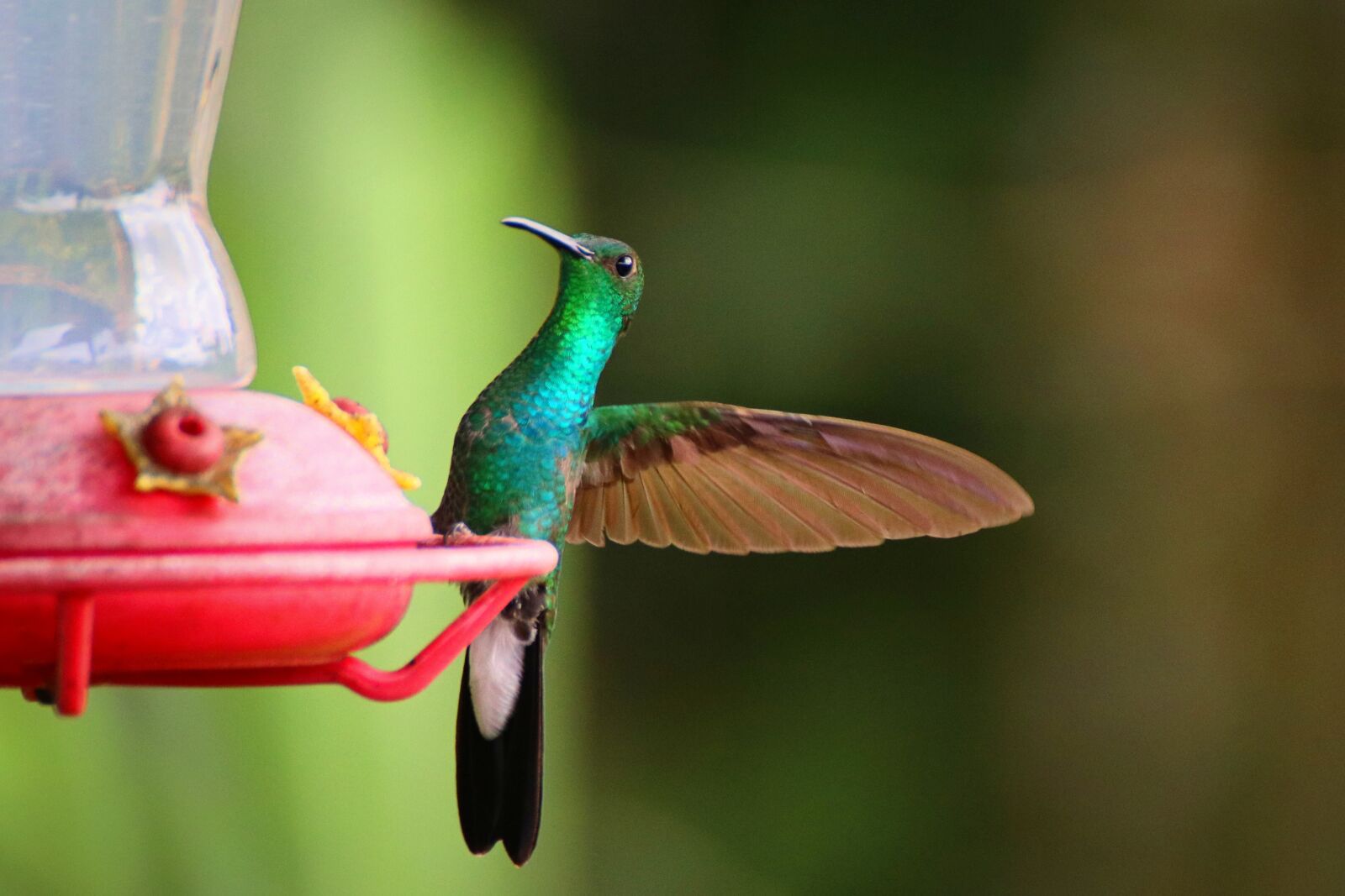 Canon EOS 80D sample photo. Hummingbird, colibri, bird photography