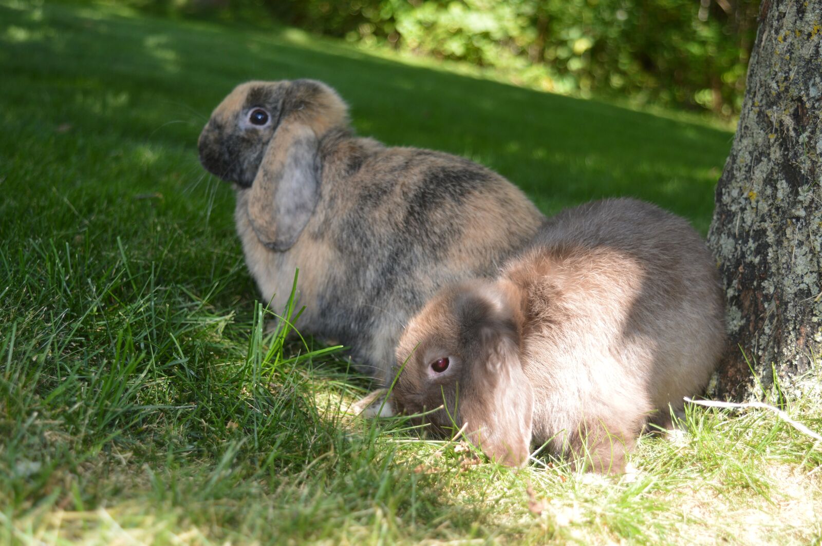 Nikon D3200 sample photo. Dwarf rabbit, rabbit, domestic photography