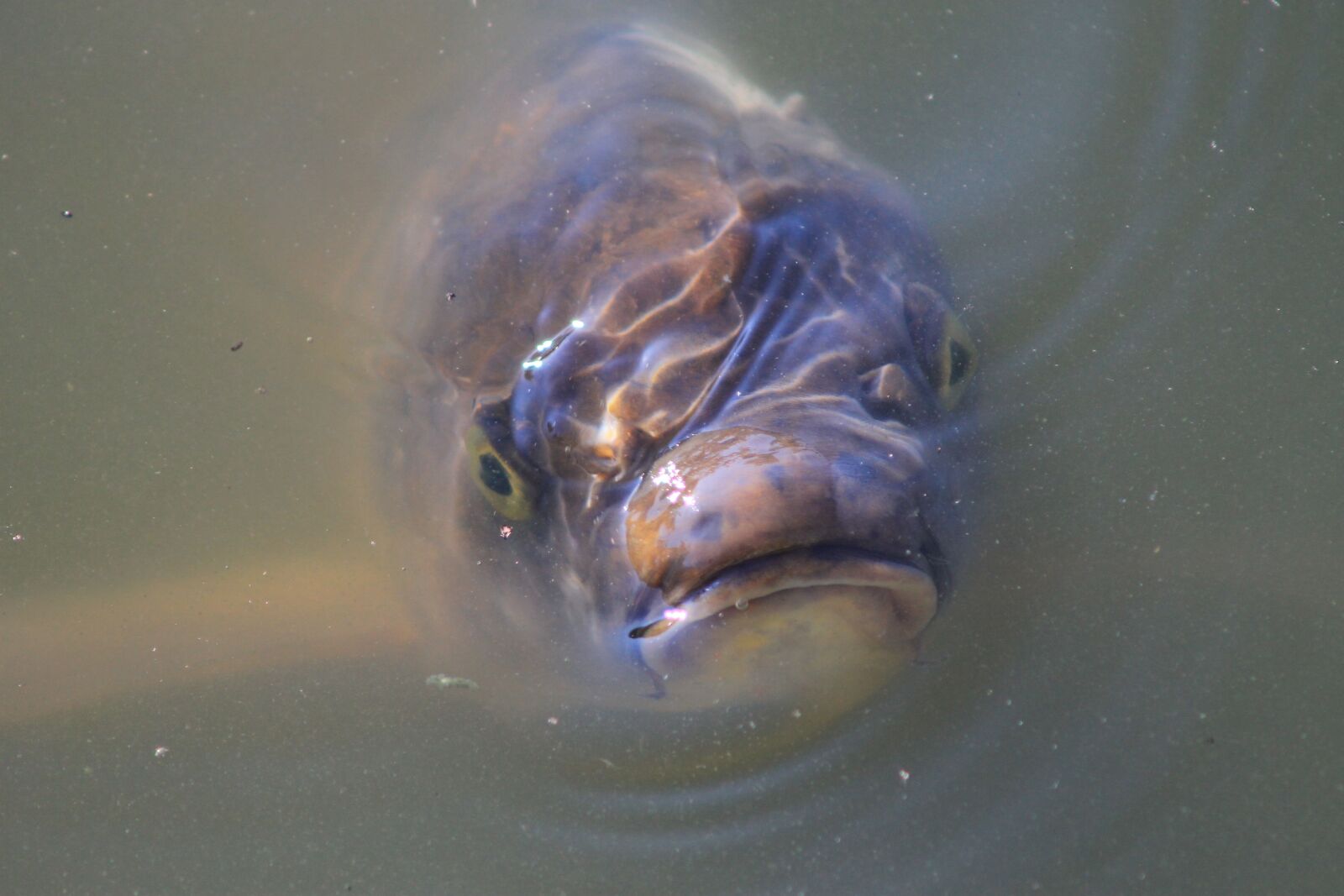 Canon EOS 1100D (EOS Rebel T3 / EOS Kiss X50) sample photo. Ugly, monster, pond photography