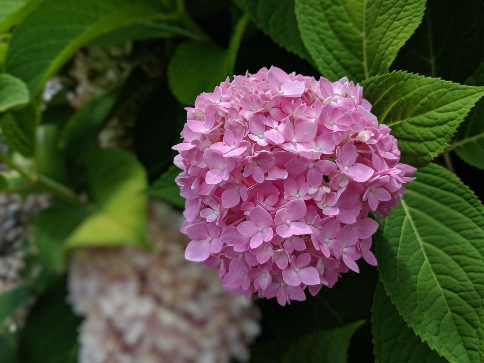 Google Pixel 2 sample photo. Hydrangea, flower, blossom photography