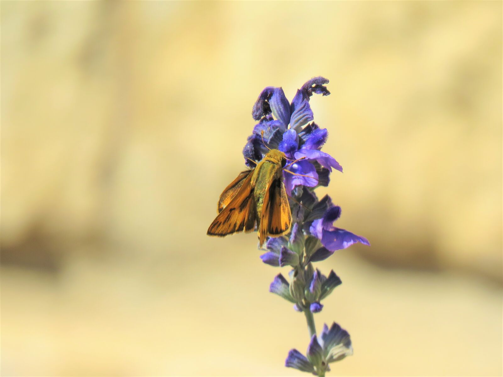 Canon PowerShot SX60 HS sample photo. Moth, rust, brown photography