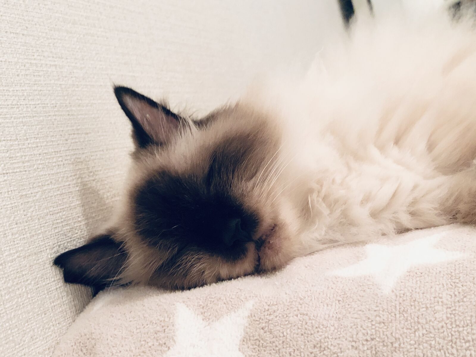 Apple iPhone X sample photo. Cat, sleepy, animal photography