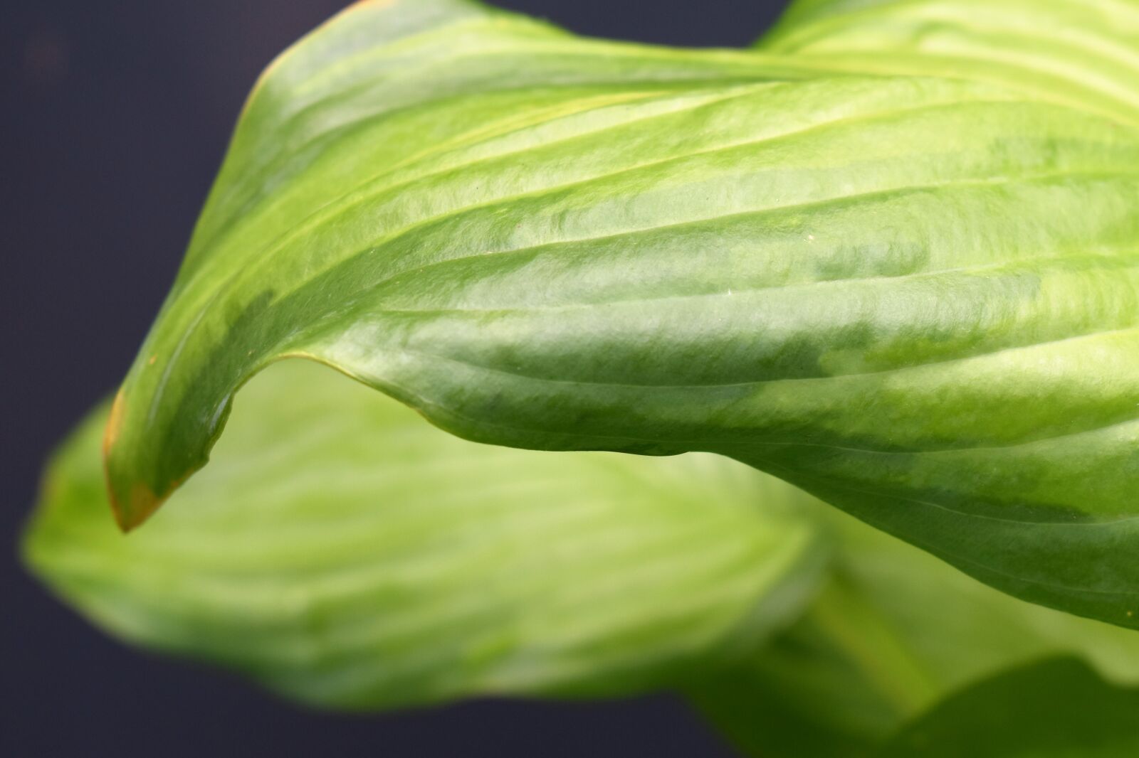 Nikon D5500 sample photo. Leaf, green, leaves photography