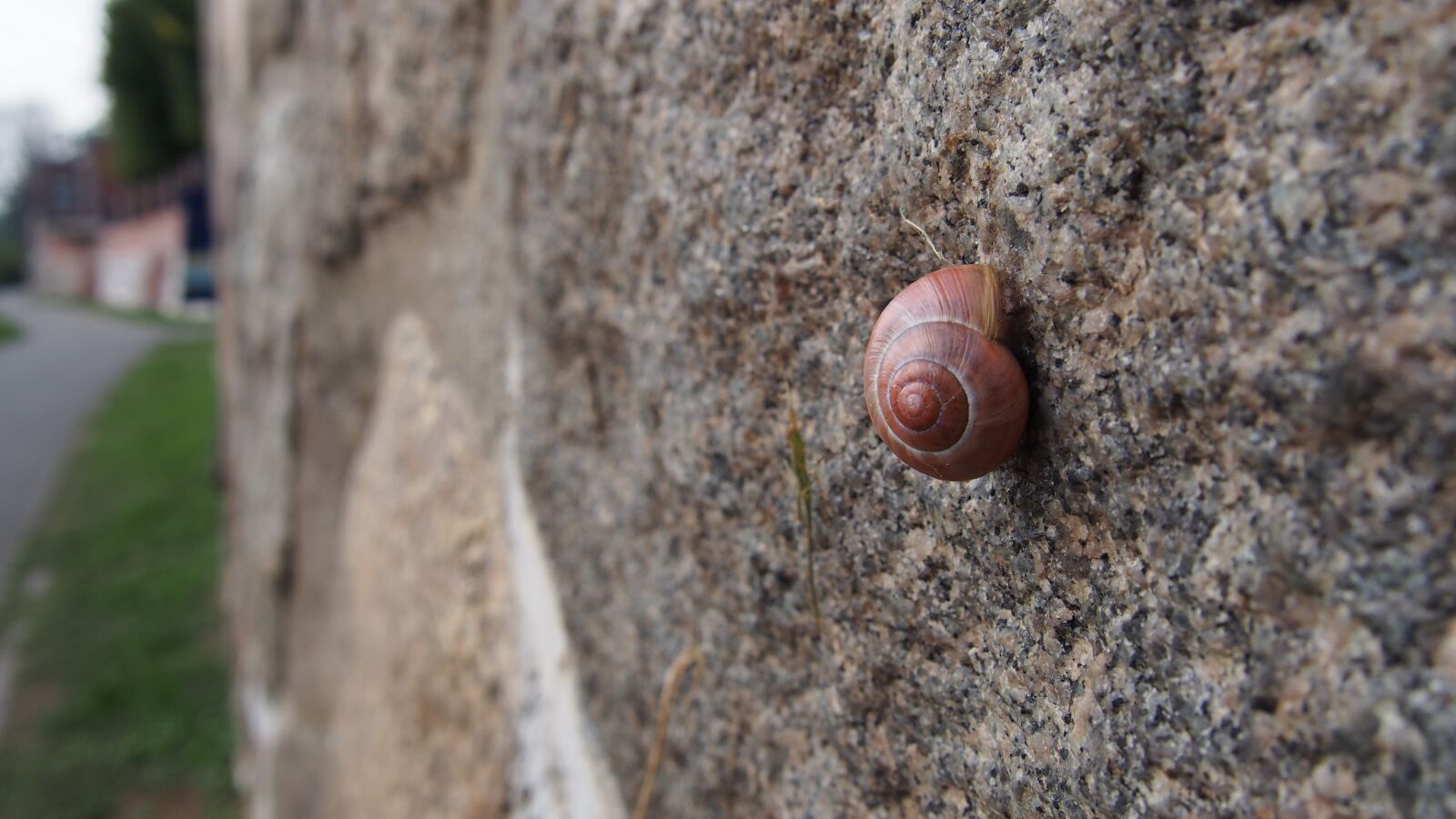 Olympus PEN E-PL6 sample photo. Wall, snail, nature photography