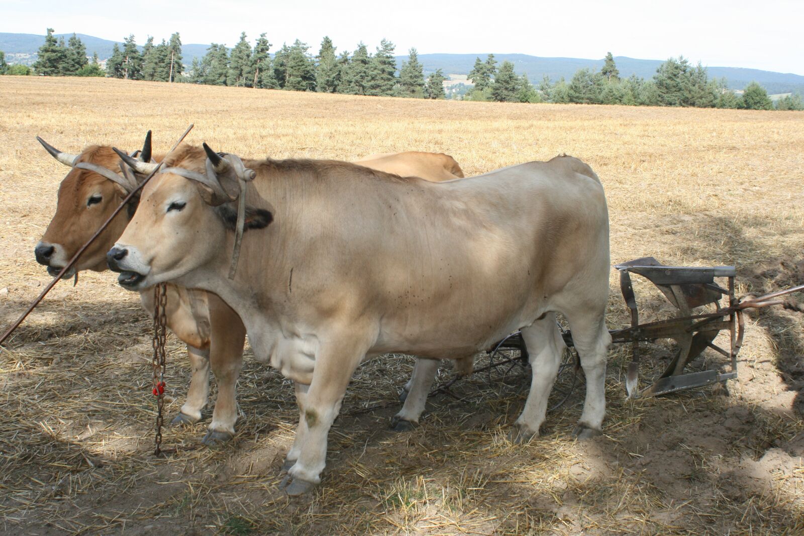 Canon EOS 400D (EOS Digital Rebel XTi / EOS Kiss Digital X) sample photo. Oxen, labour, furrow photography